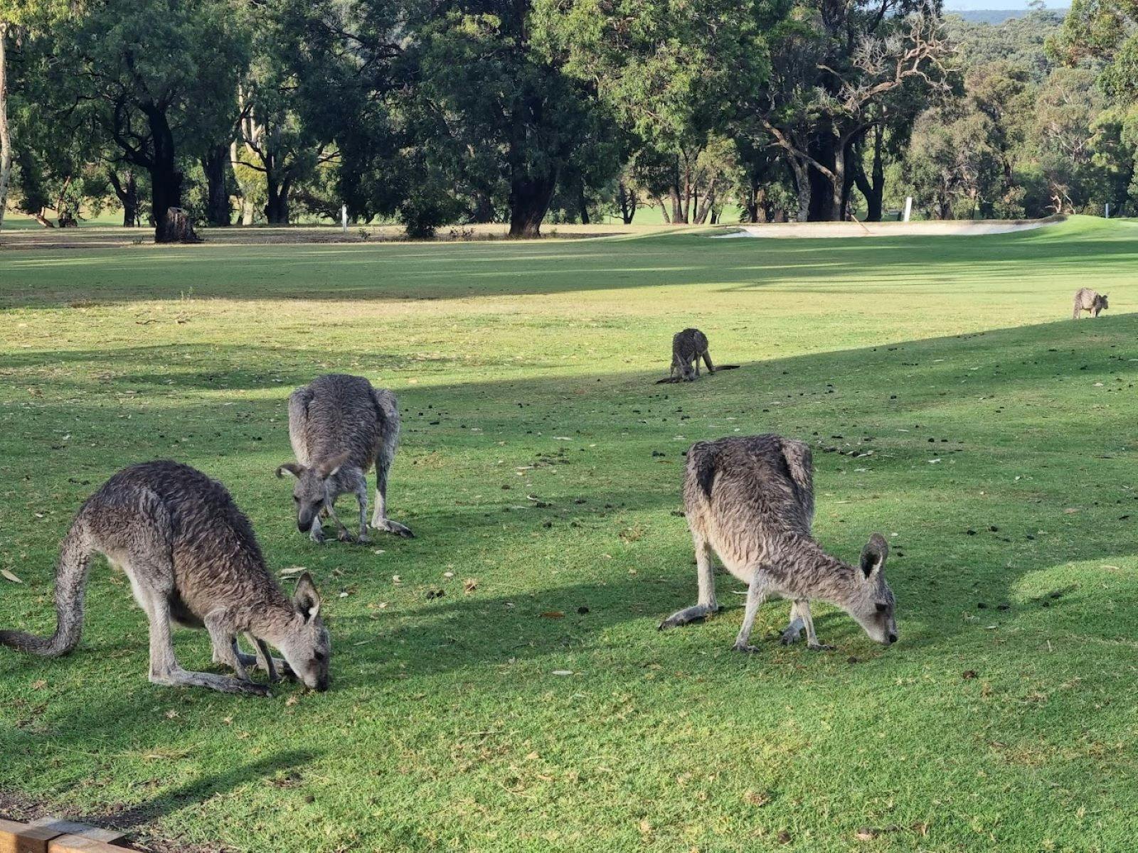 Kangaroos at Anglesea Golf course