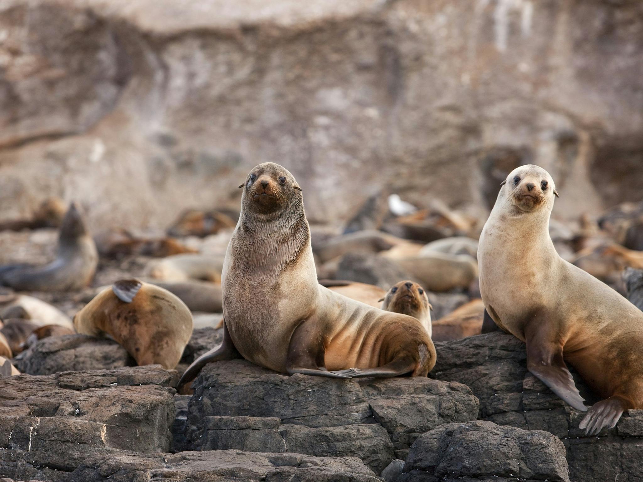 Fur Seals at Seal Rocks, Phillip Island