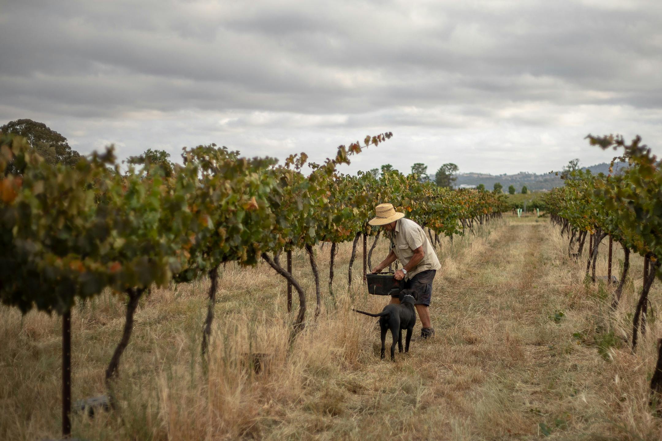 Bob Heslop carries a bucket full of grapes while a black dog runs through the vineyard behind him
