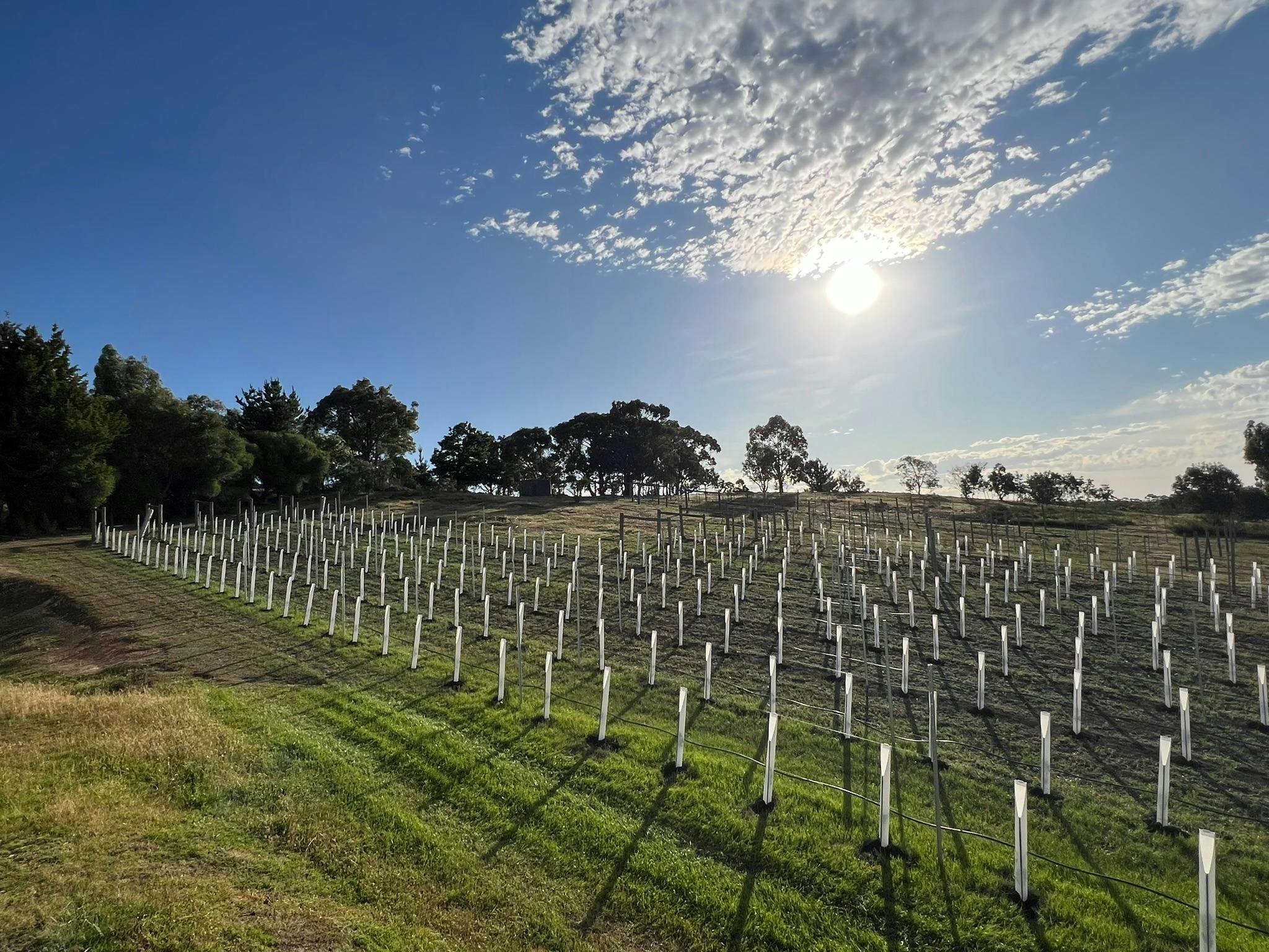 Limestone Track Vineyard