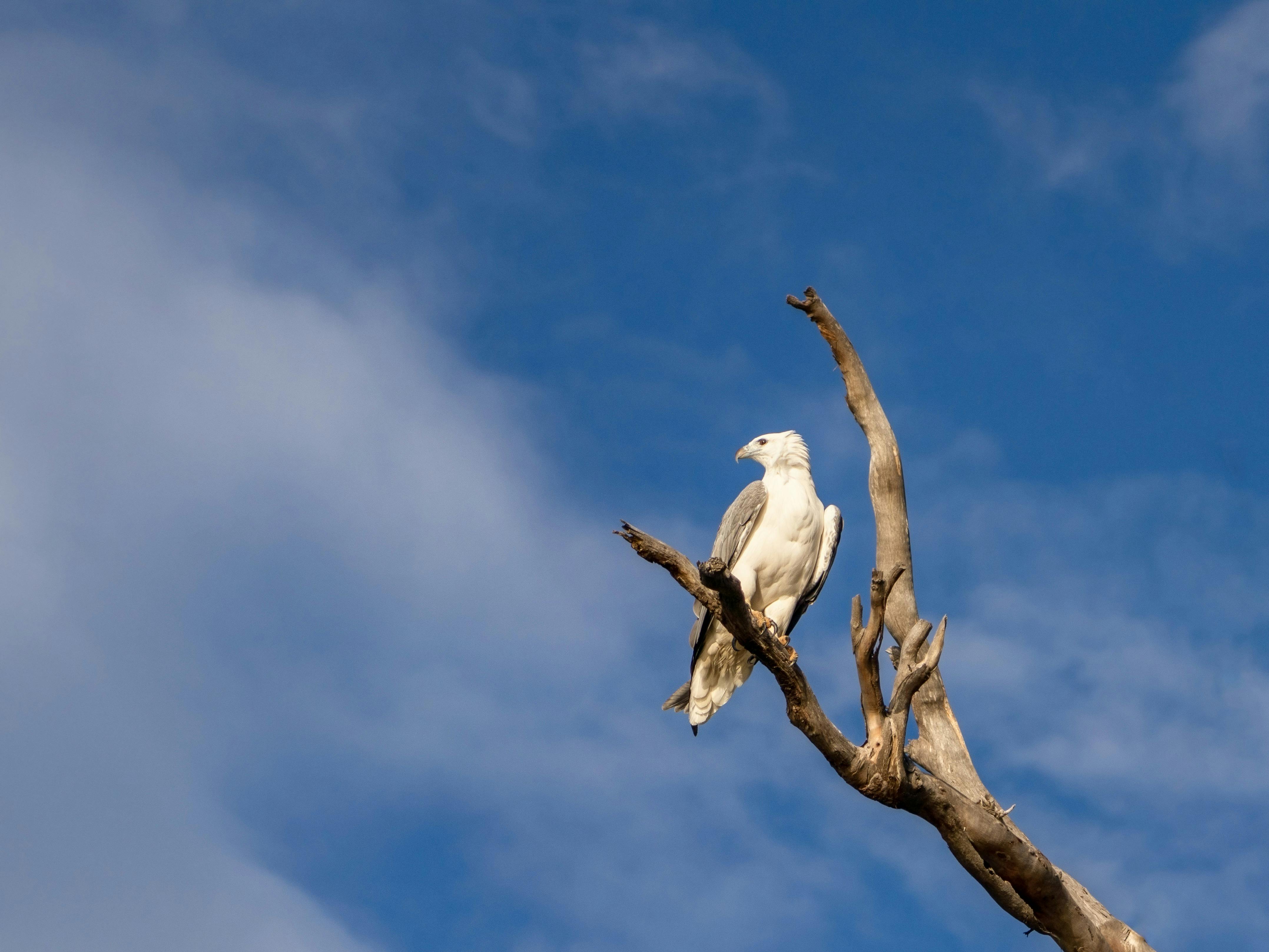 Beautiful White Bellied Sea Eagle perched at Saintys Creek
