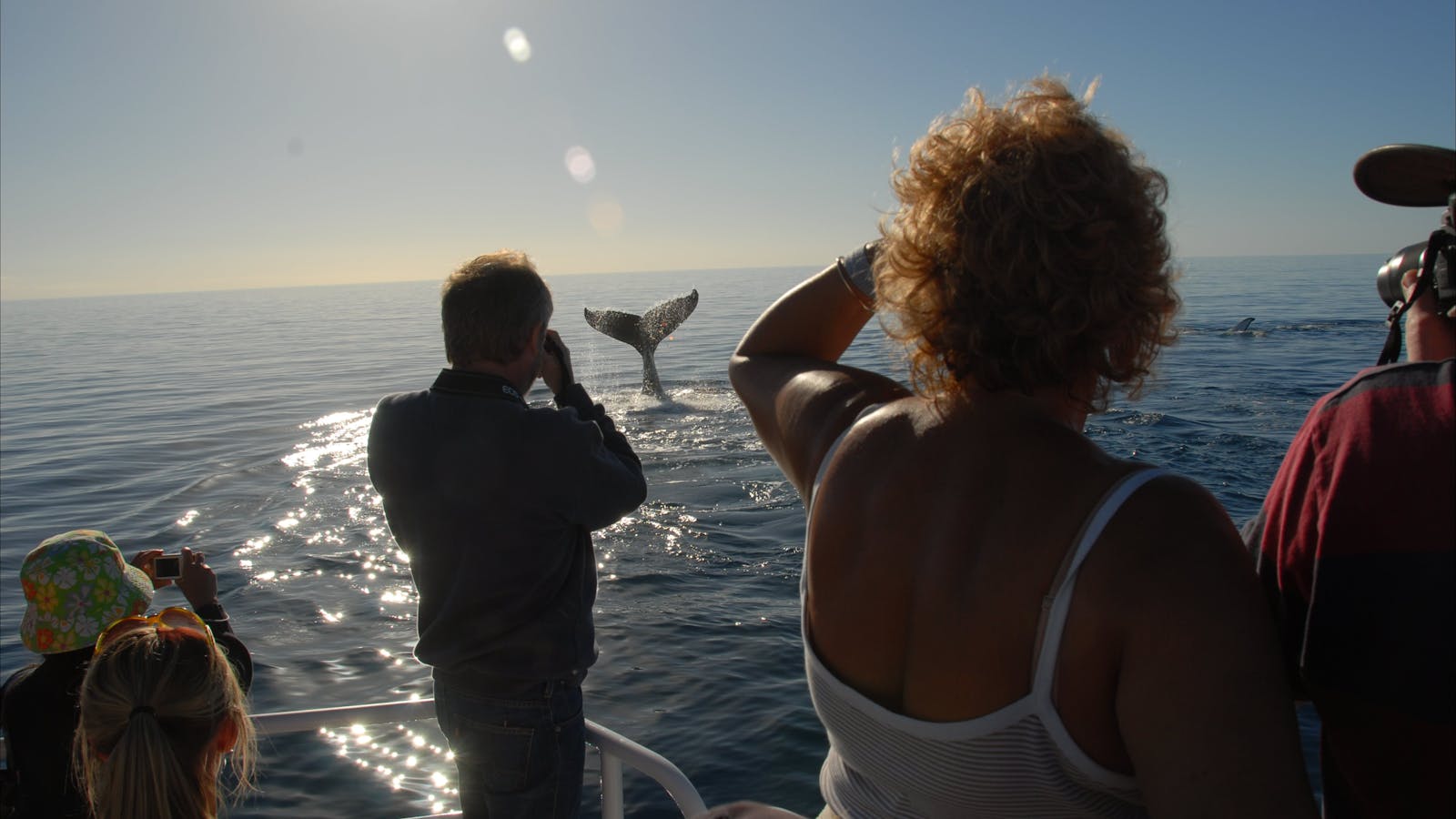 Whales Hervey Bay