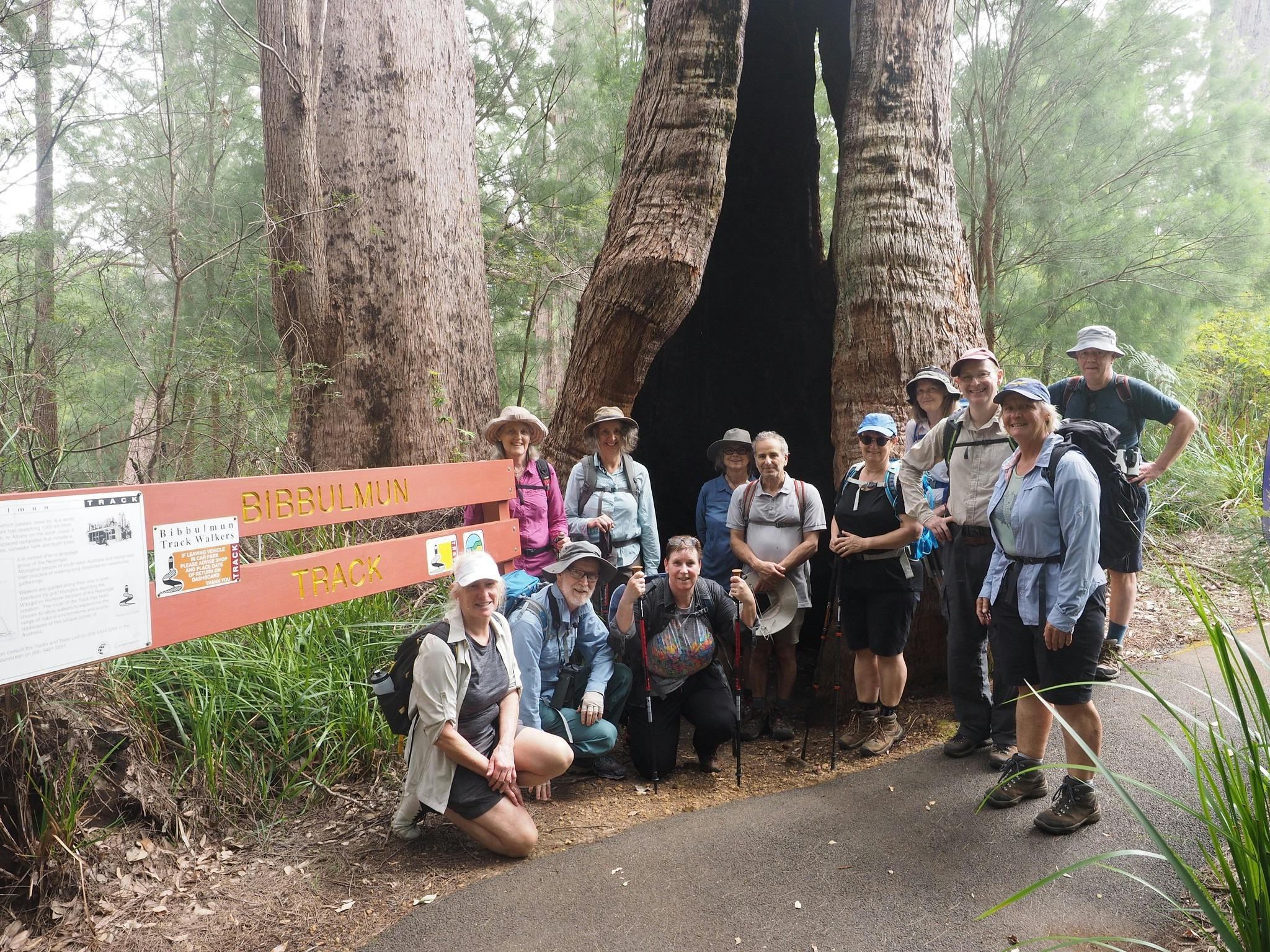 Walpole - Denmark hollow tree