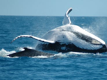 Whale Watching Cairns