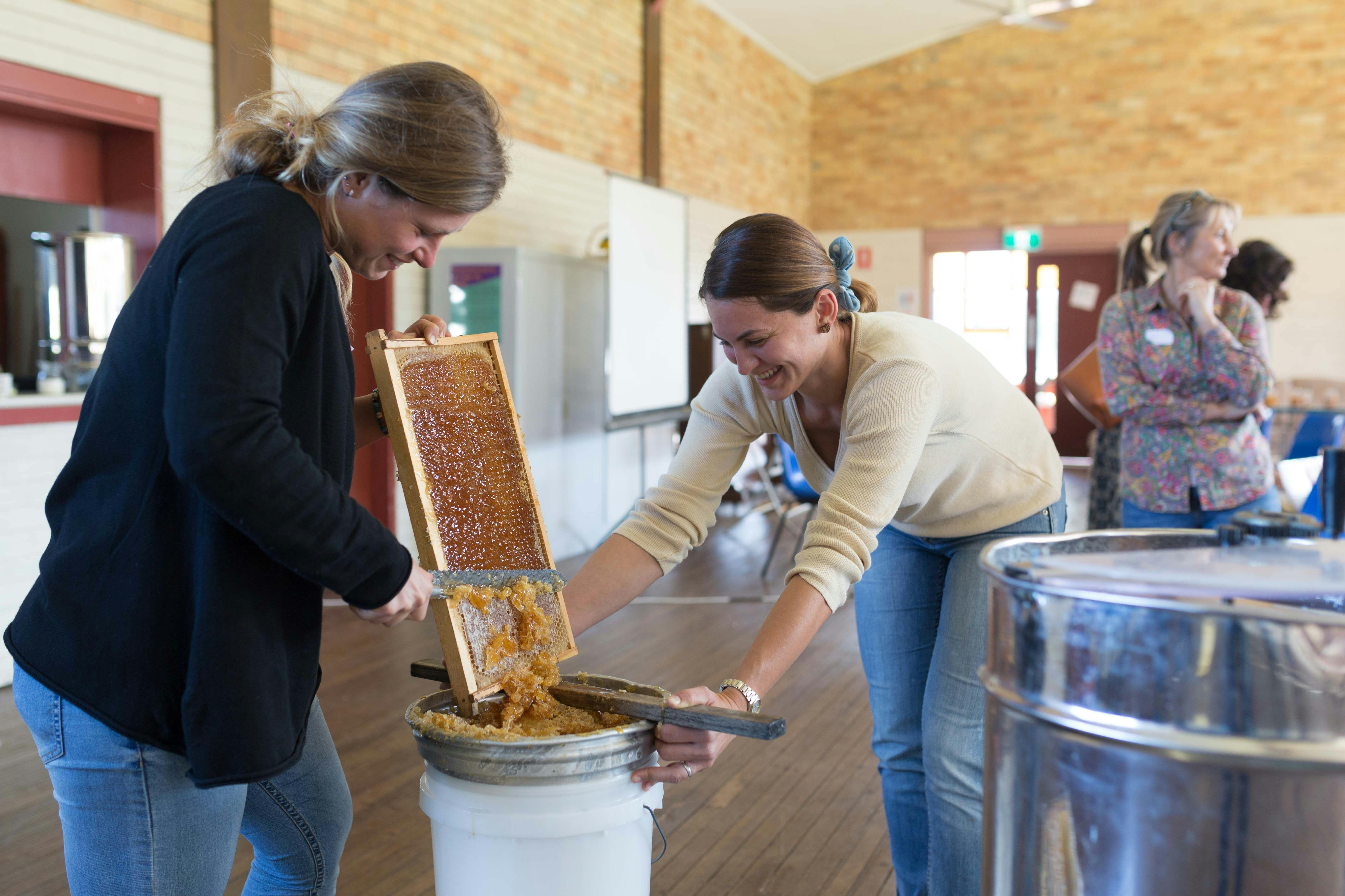 Learning to extract honey.