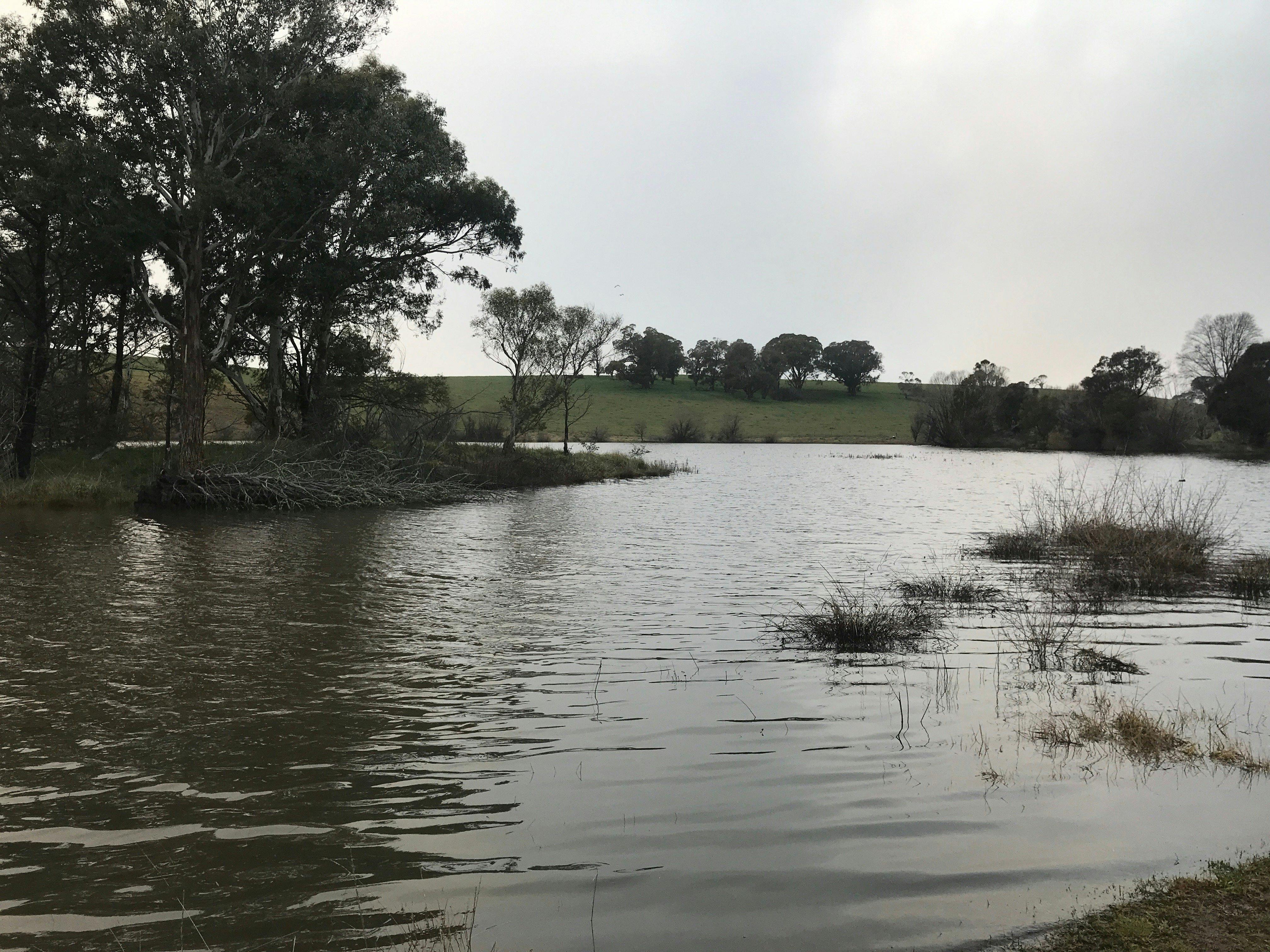 An island opposite the bird hide provides refuge for bird life