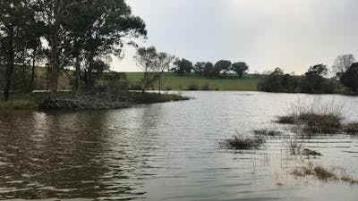 An island opposite the bird hide provides refuge for bird life