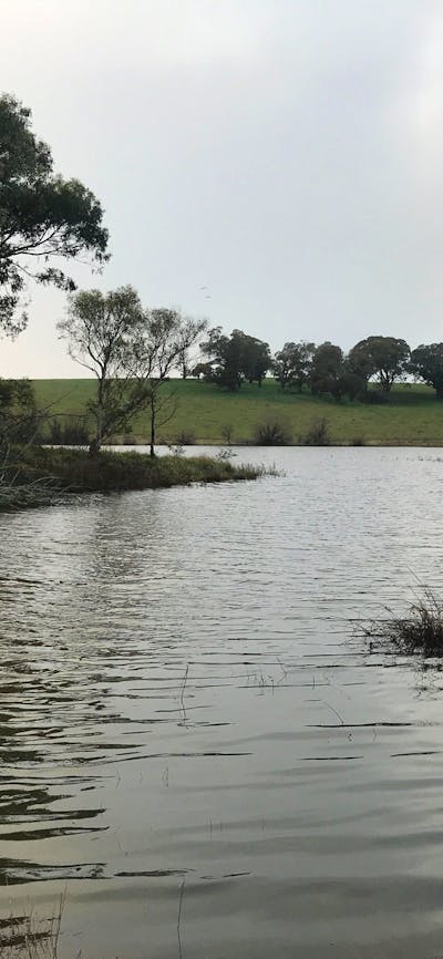 An island opposite the bird hide provides refuge for bird life
