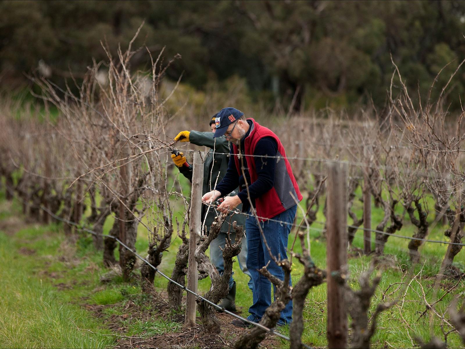 Hayes Family Wines