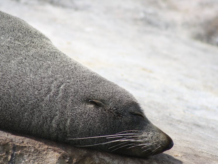 Broken Bay Fur Seals