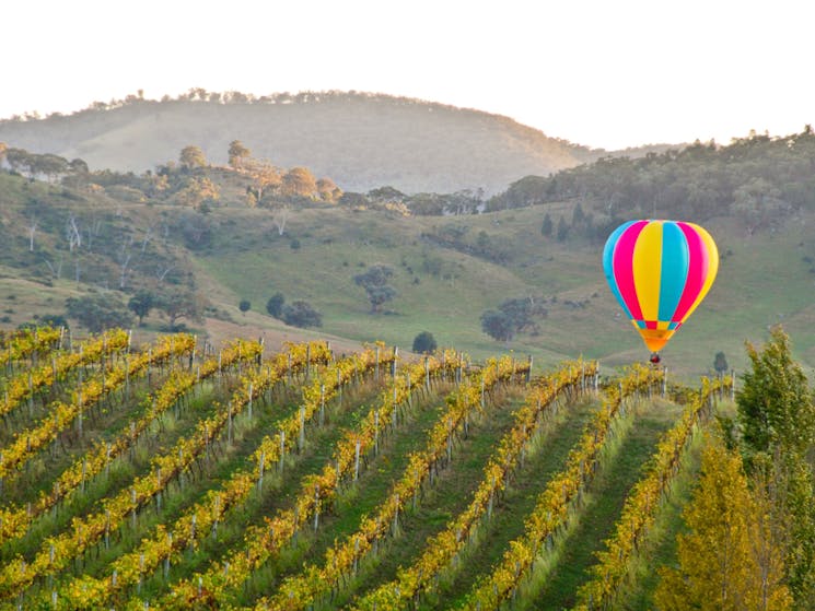 Balloon Aloft