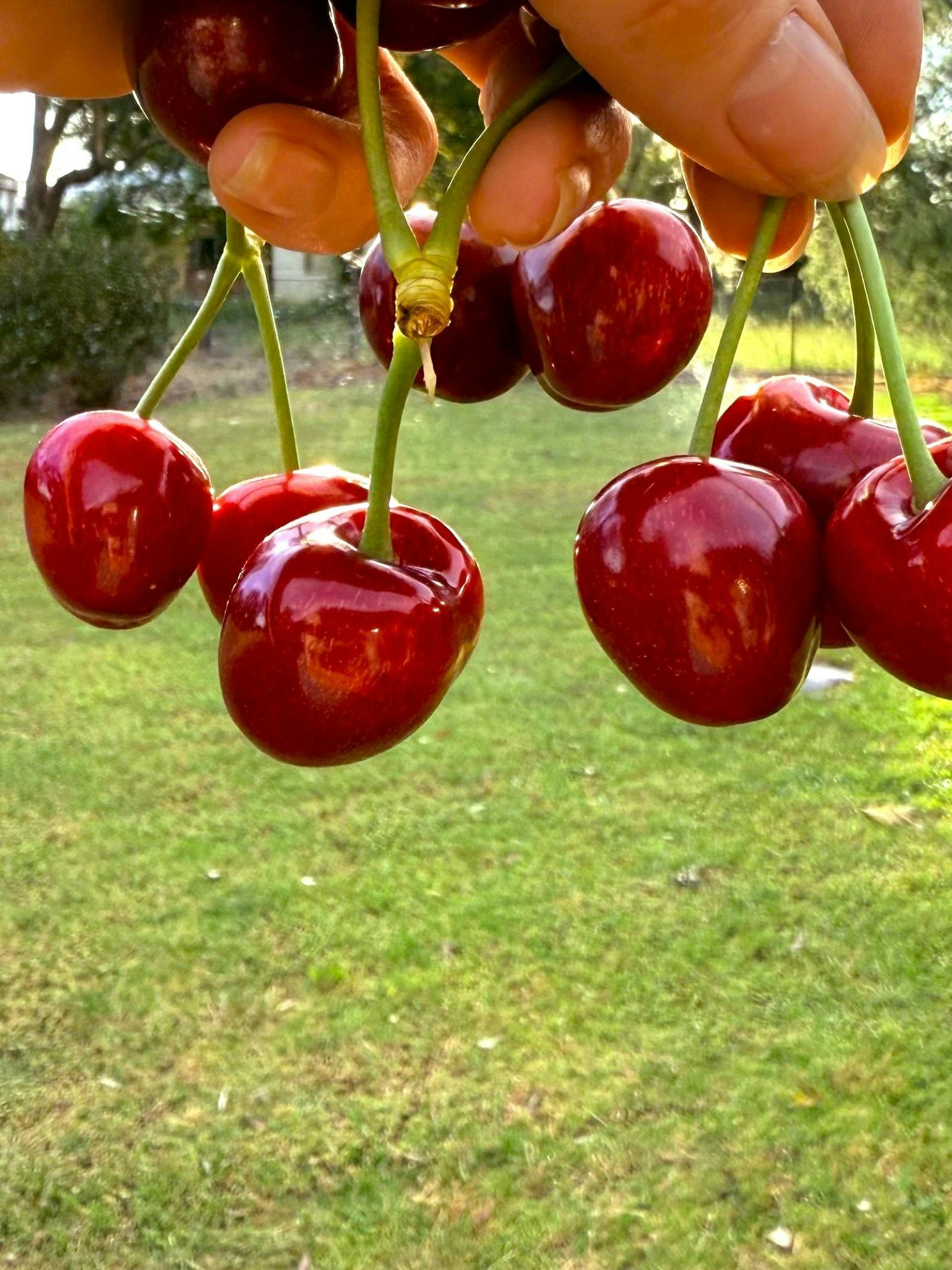 Handful of red cherries with multiple stalks.