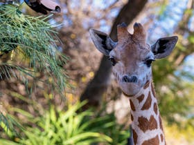 Female giraffe looking ahead in lush green habitat