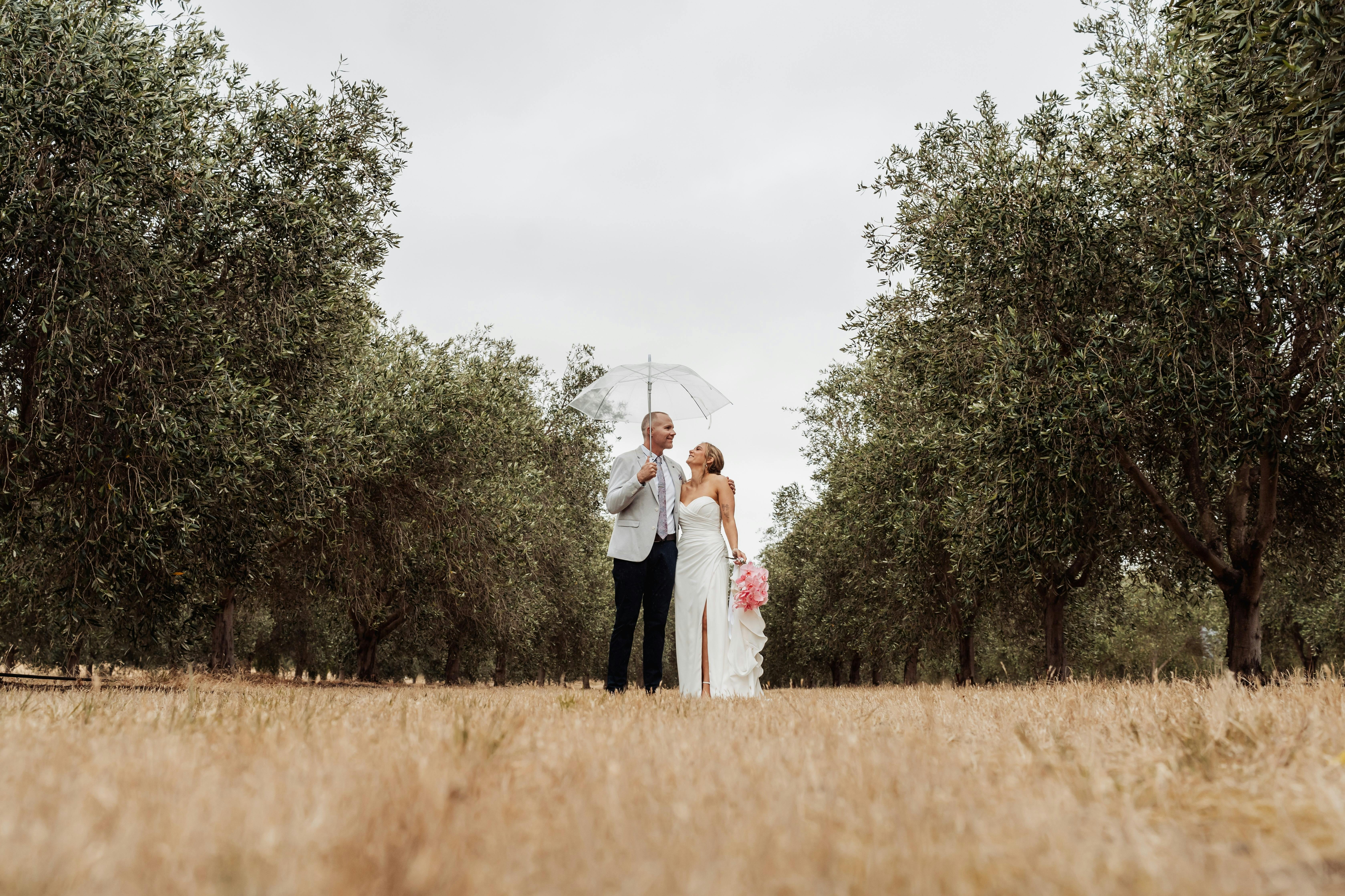 olive grove
