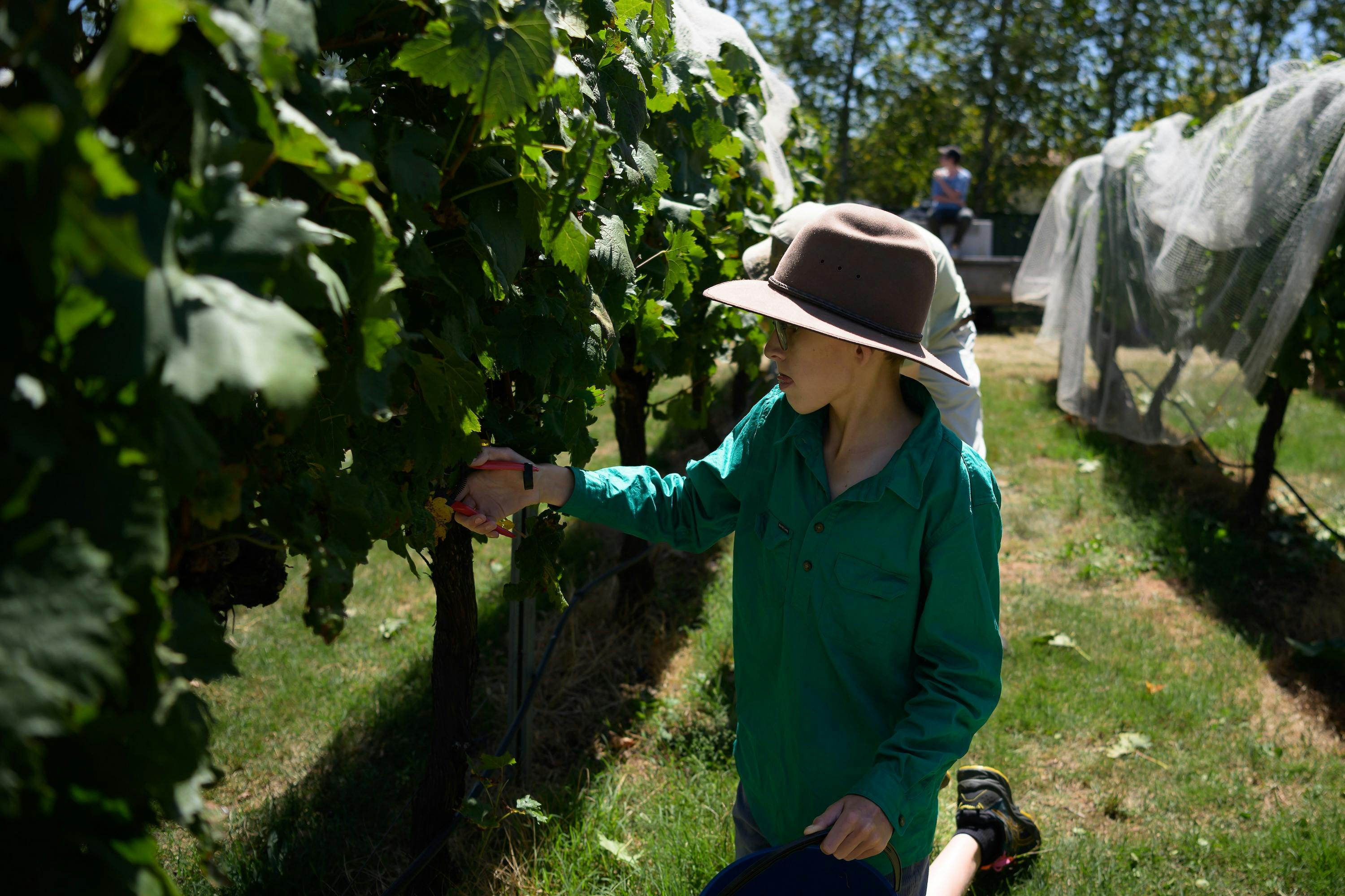 Grape picking