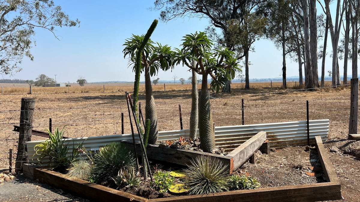 Bush Food Garden