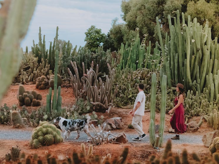 A young couple walking a dog at Cactus Country