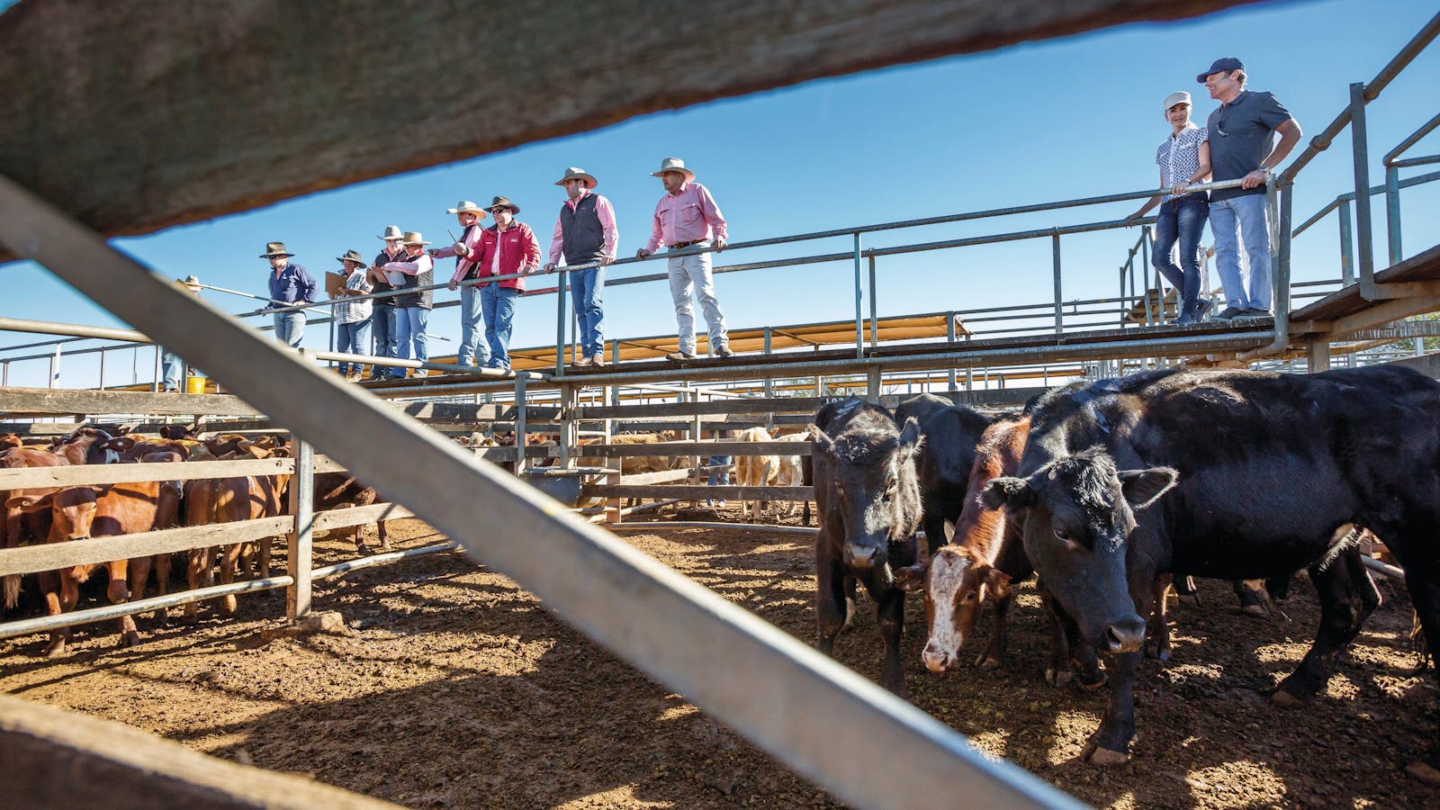 Roma Sale Yards