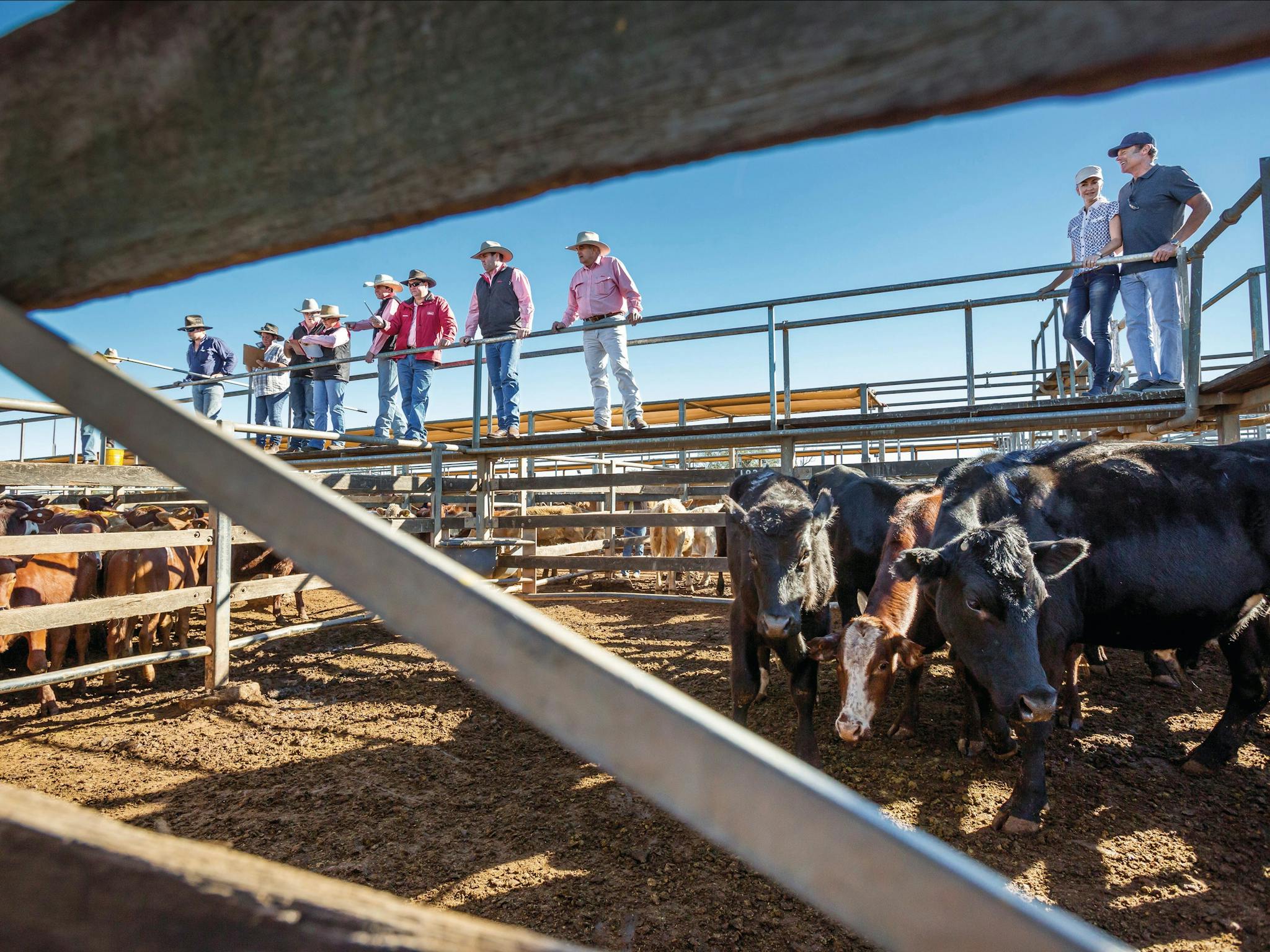 Roma Sale Yards