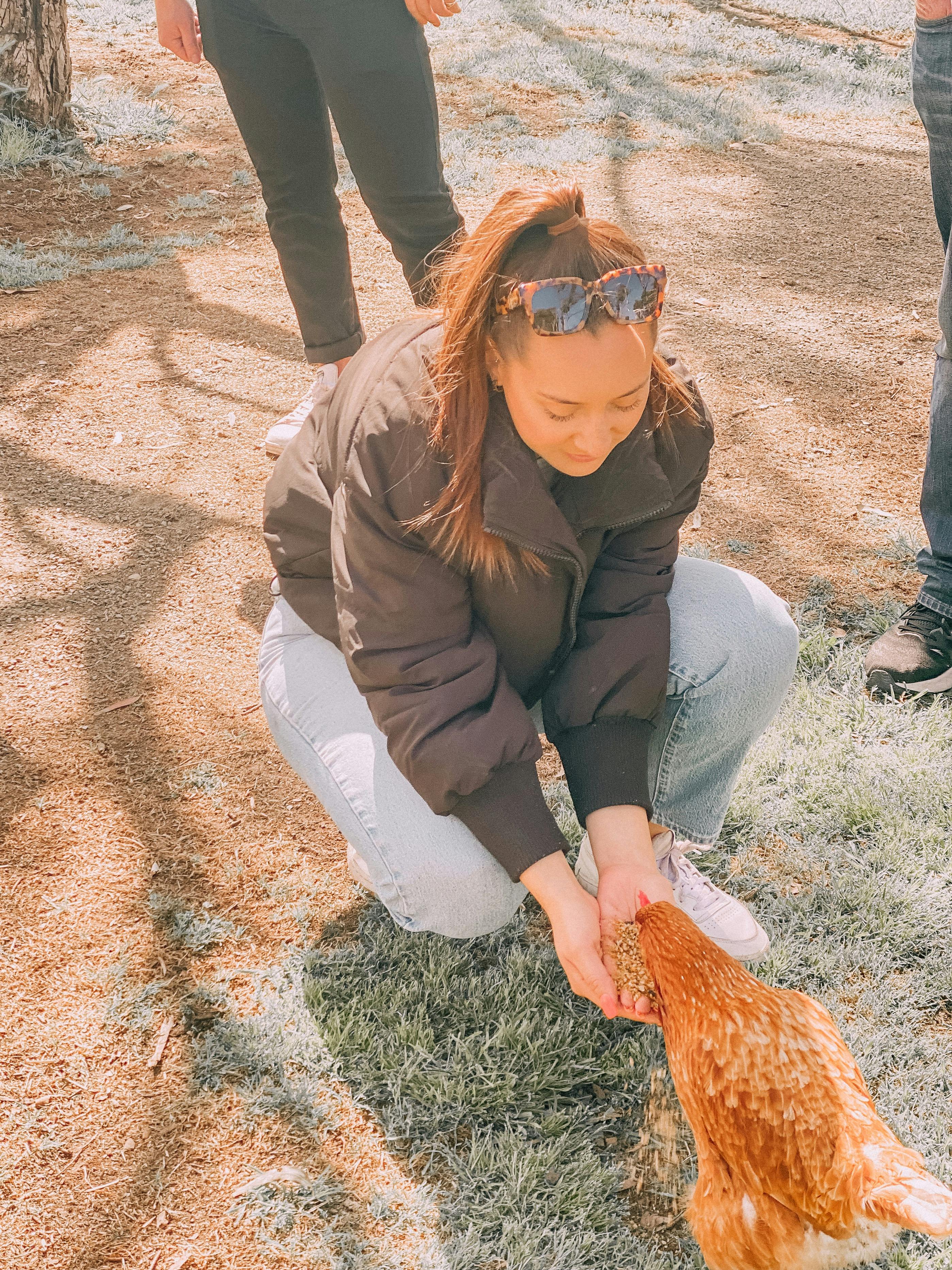 chicken feeding animals farm experience zoo tours myponga myponga beach fleurieu peninsula