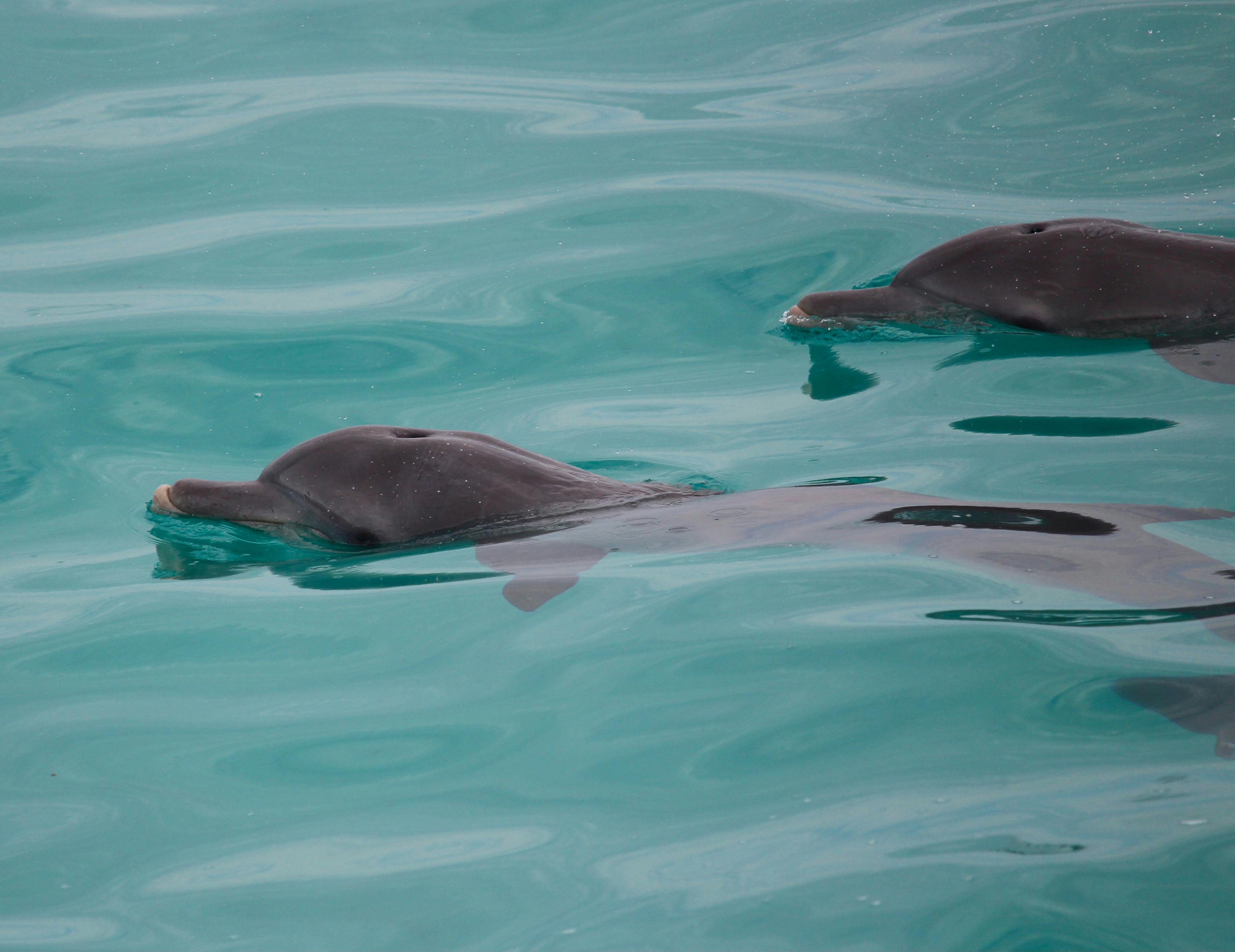Passing Dolphins