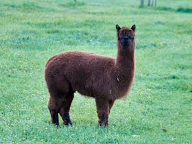 Alpacas