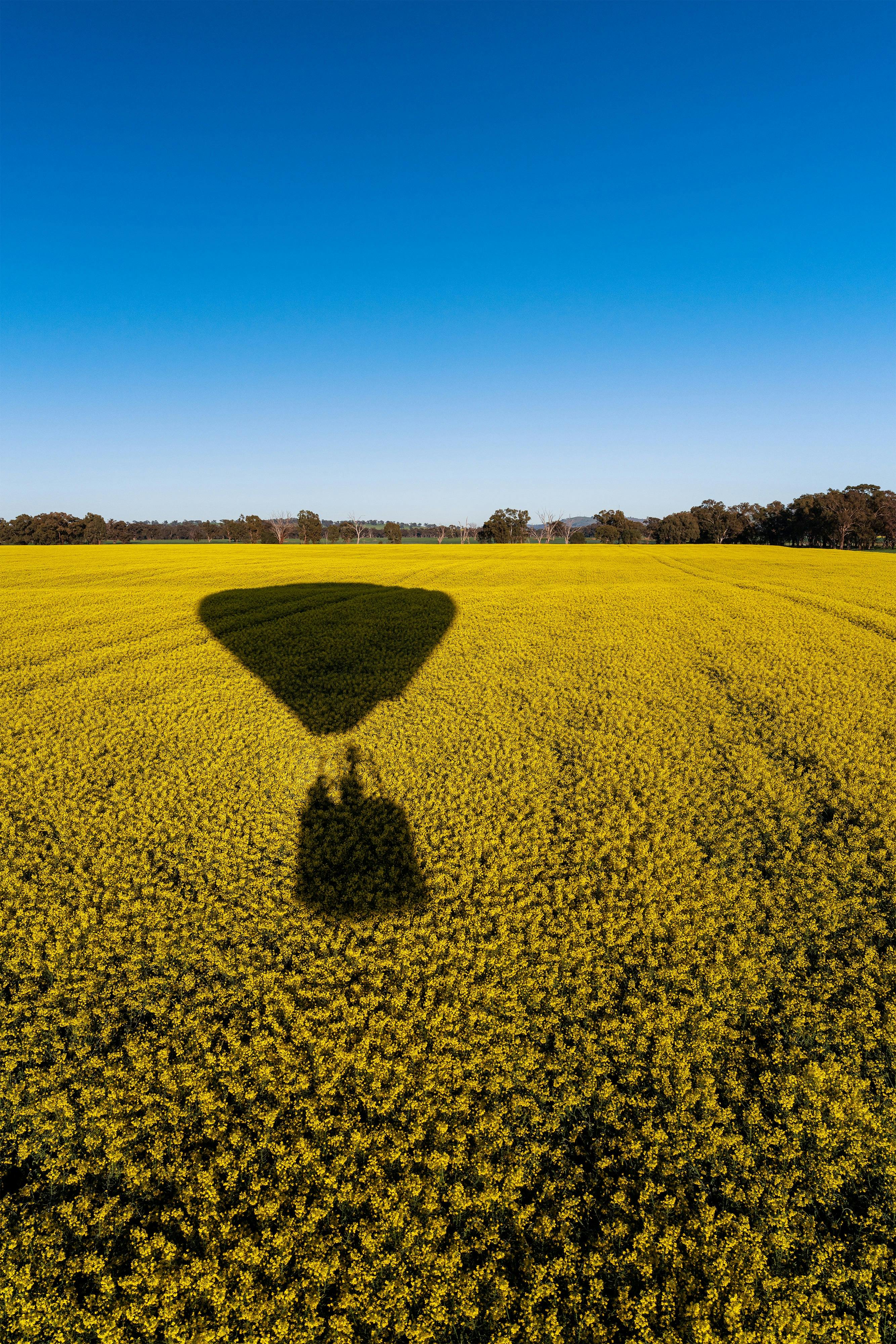 Balloon shadow over canola at low level