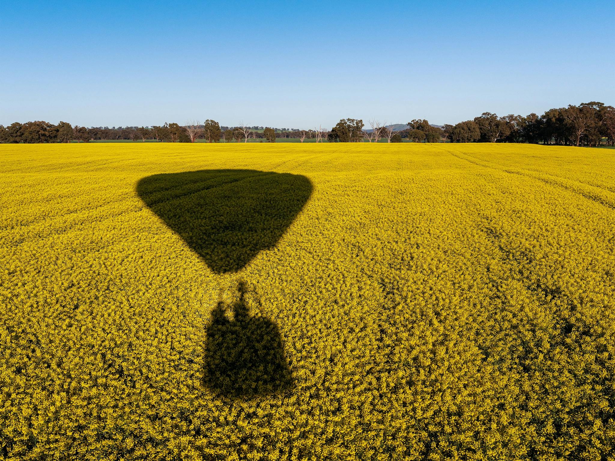 Balloon shadow over canola at low level