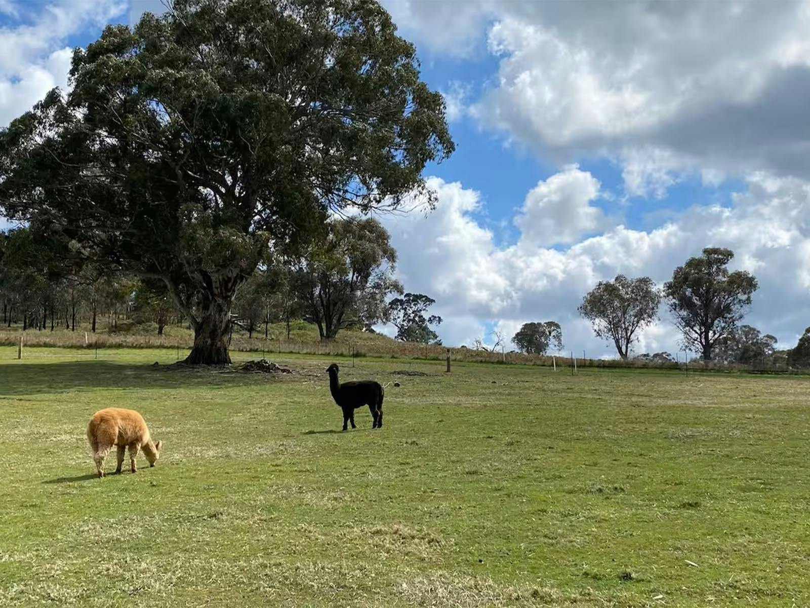 alpacas in paddock