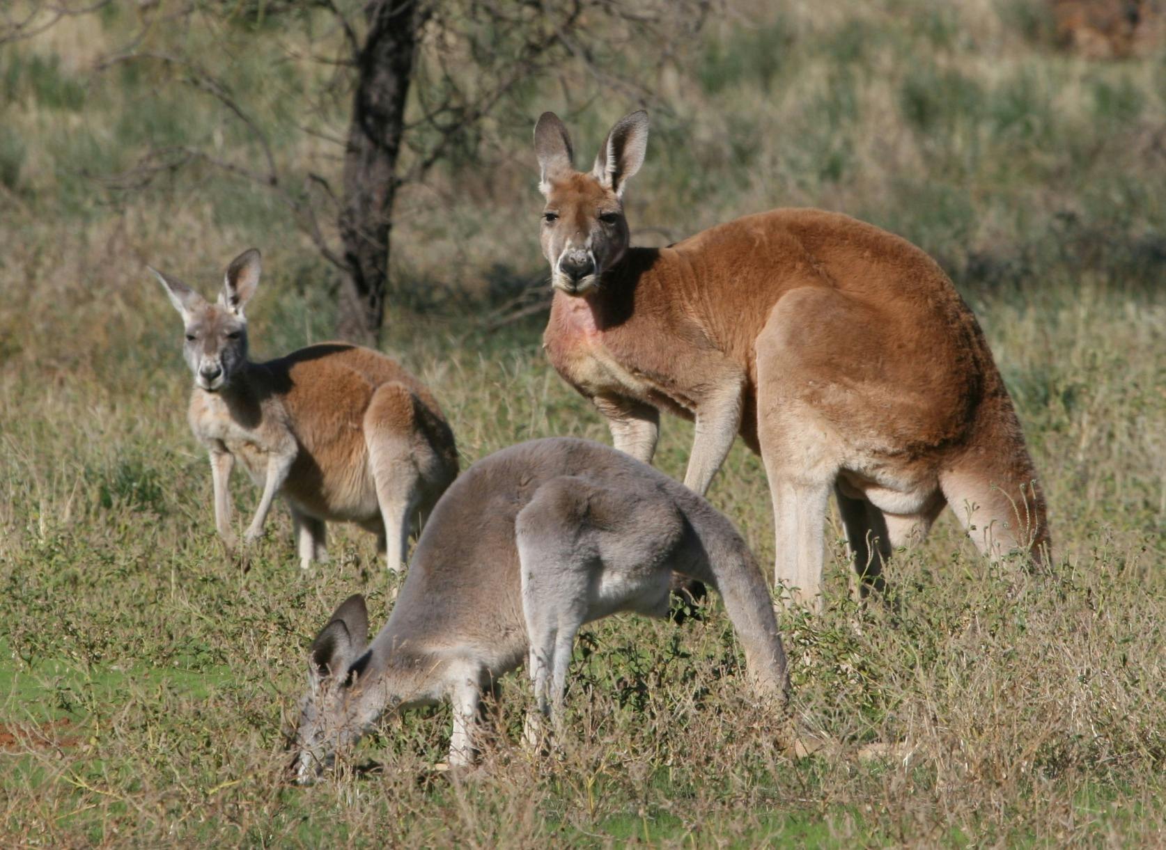 Lake Eyre & Flinders Ranges 4 Day Tour