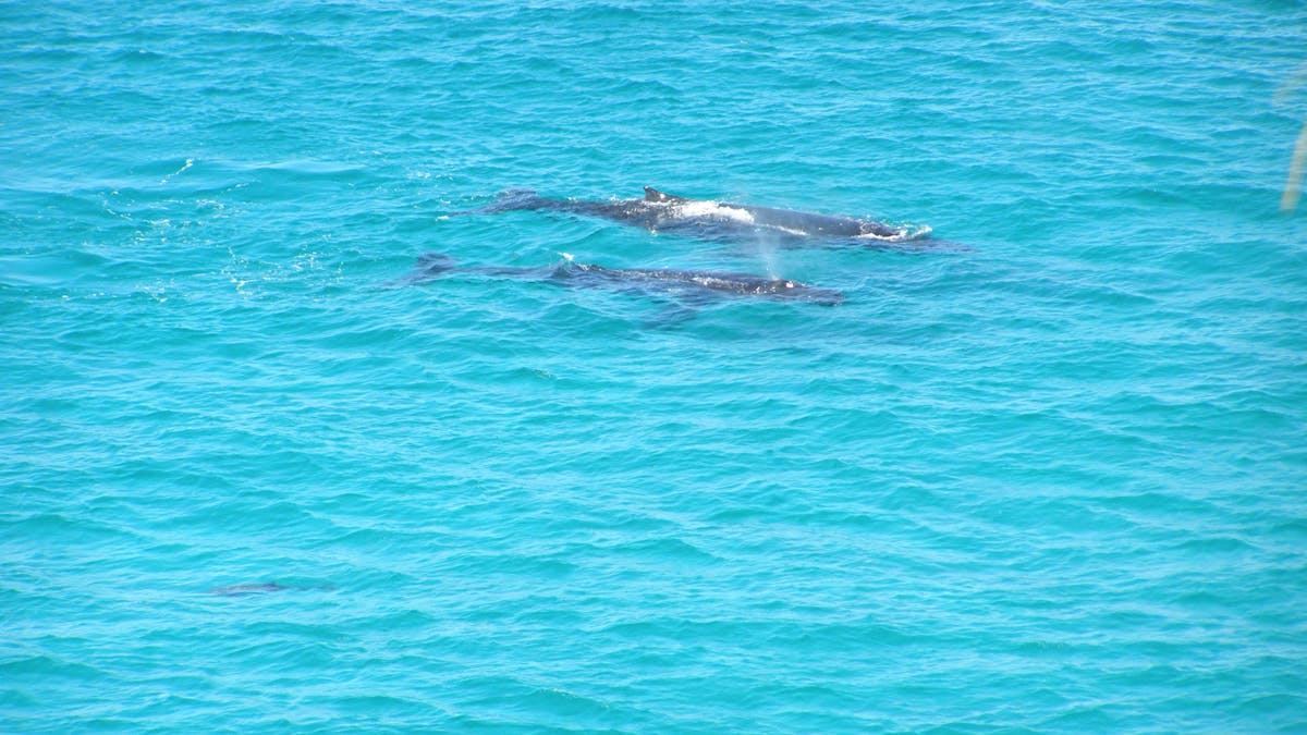 Humpback Whale watching is ver popular in the monts of June to November each year. Must do tour.