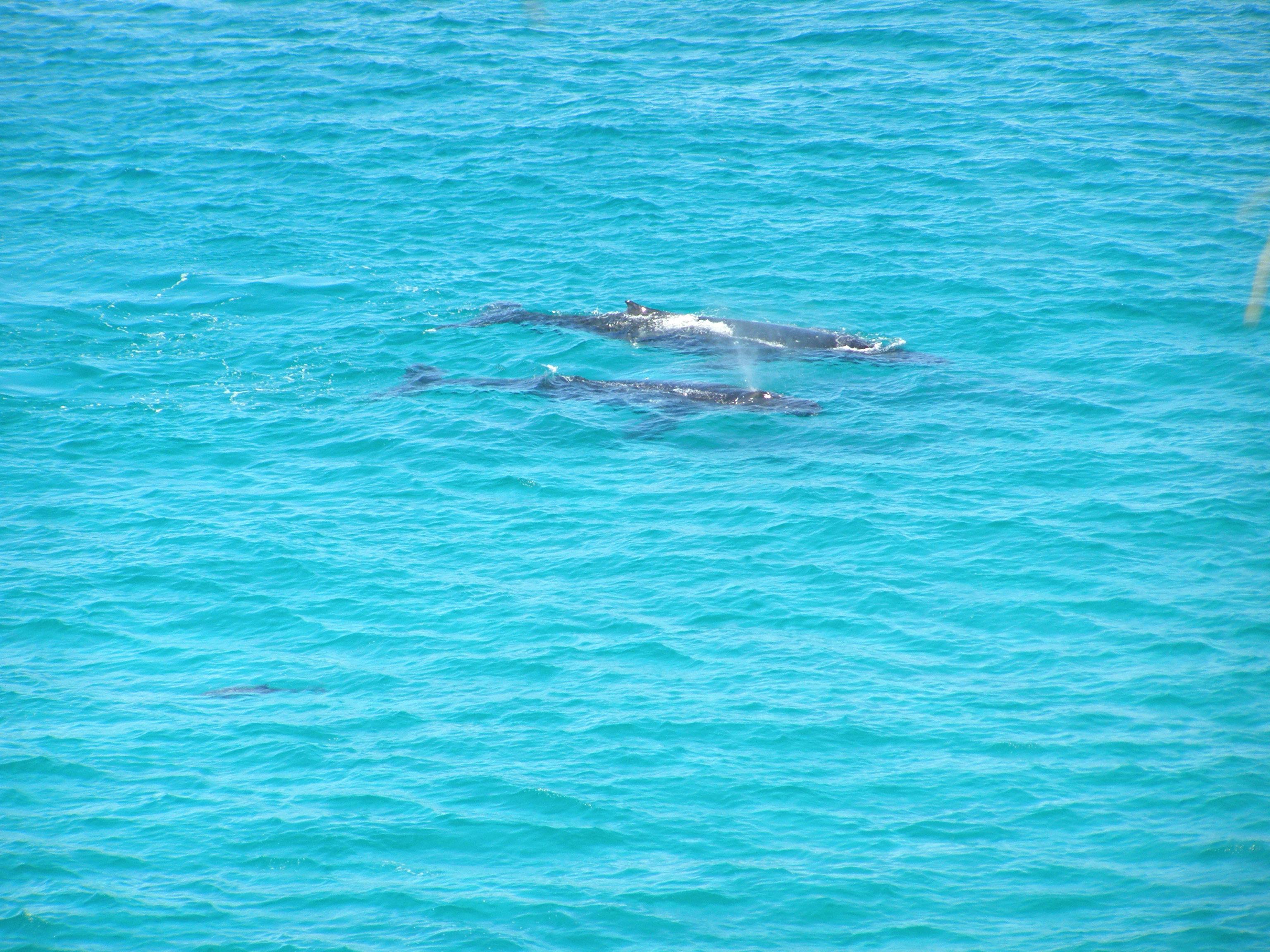 Humpback Whale watching is ver popular in the monts of June to November each year. Must do tour.