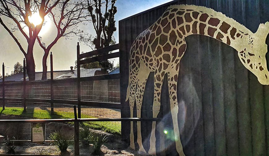 Adelaide Zoo After Dark Tour
