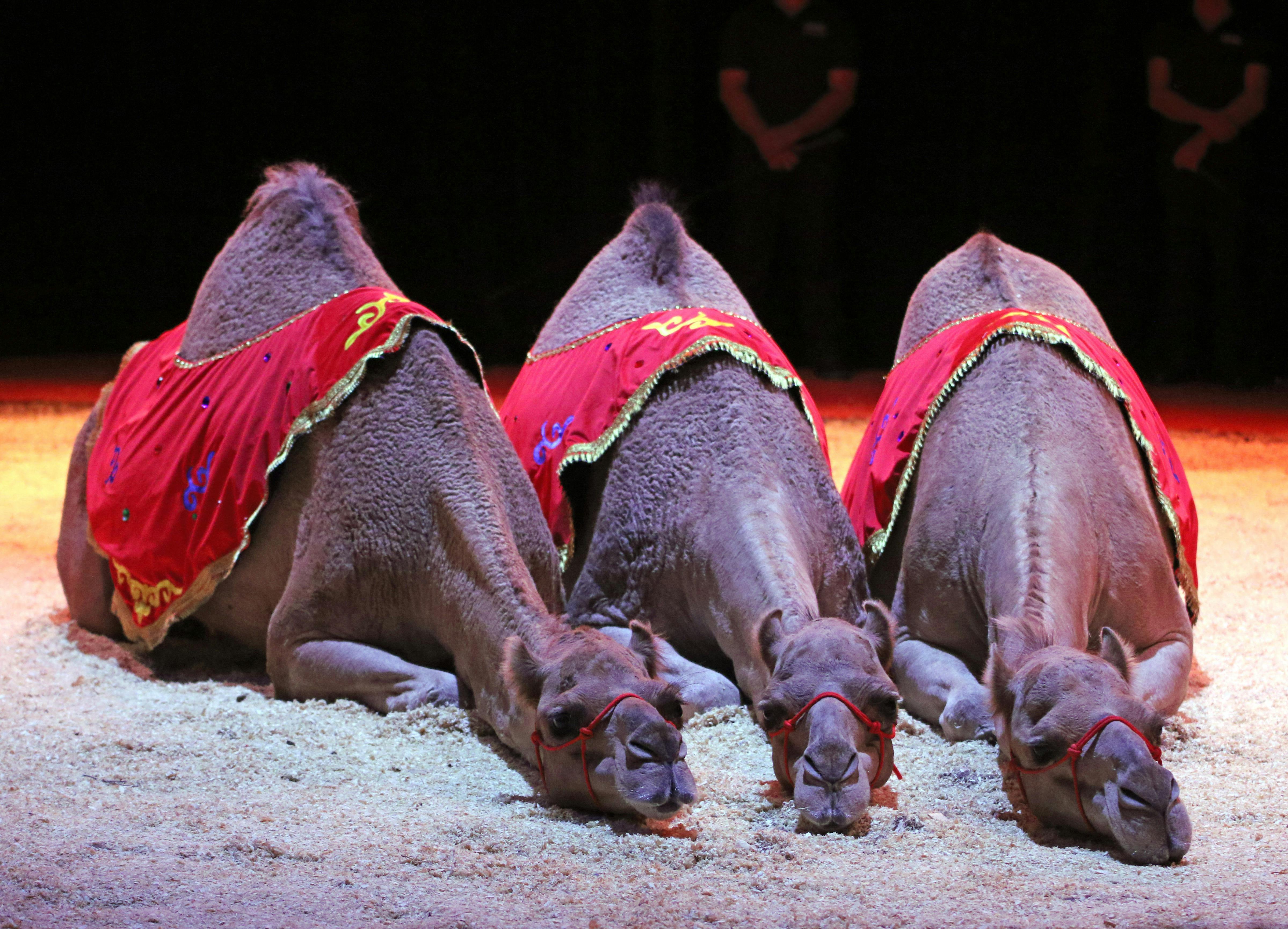 Arabian Camels