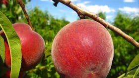 Payne's Orchards