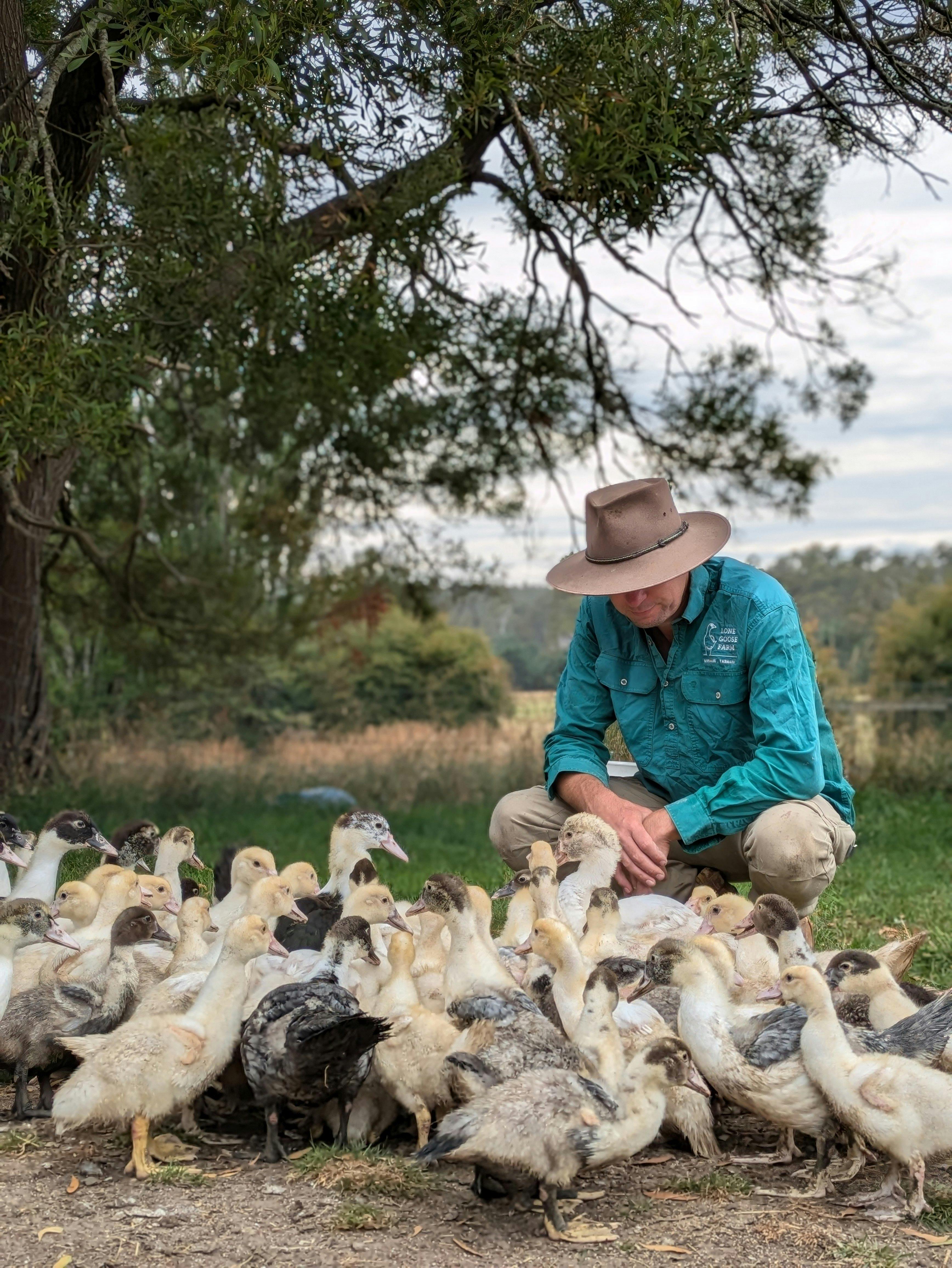 Owner with teenage ducklings