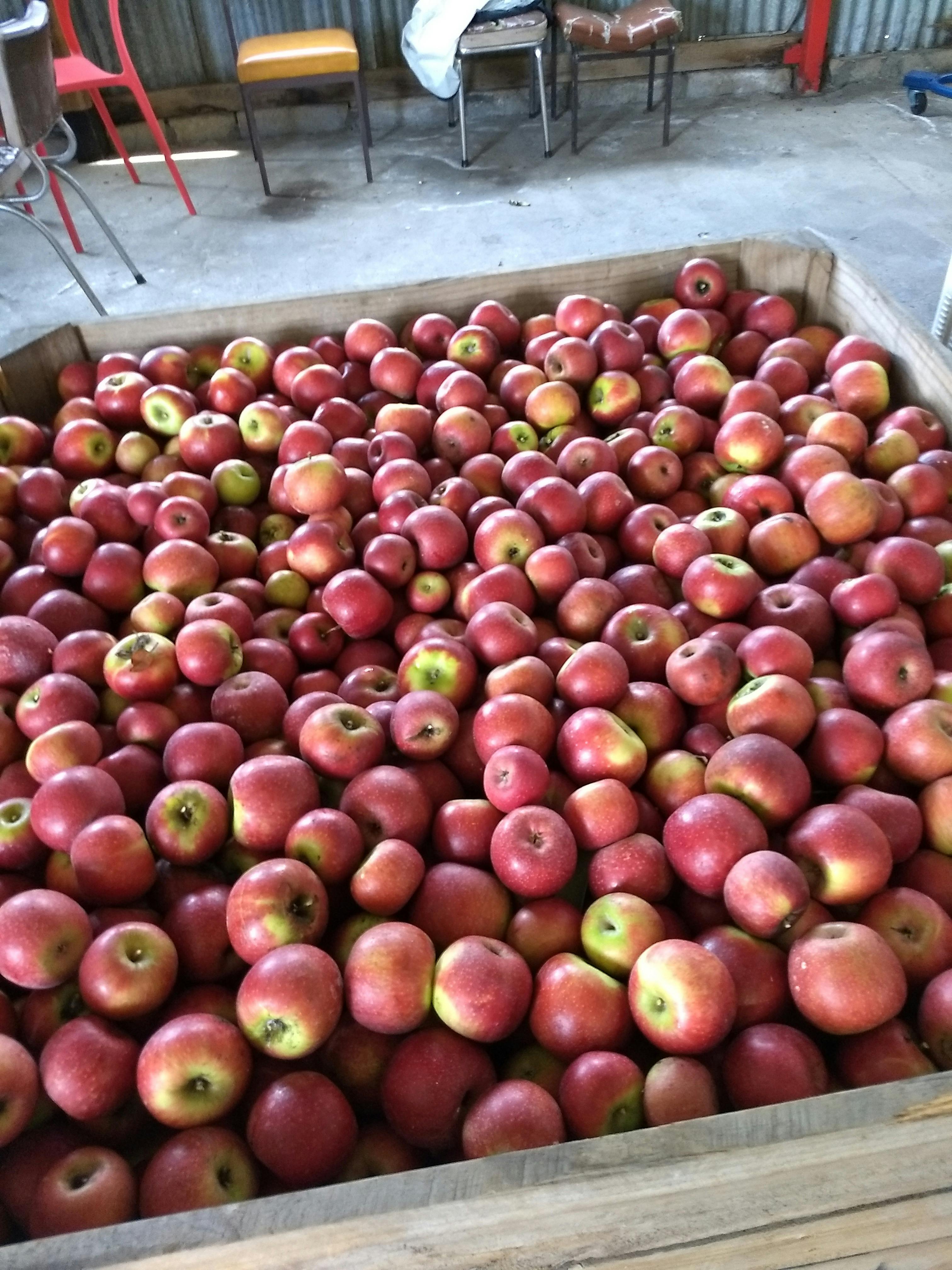 apples in packing box