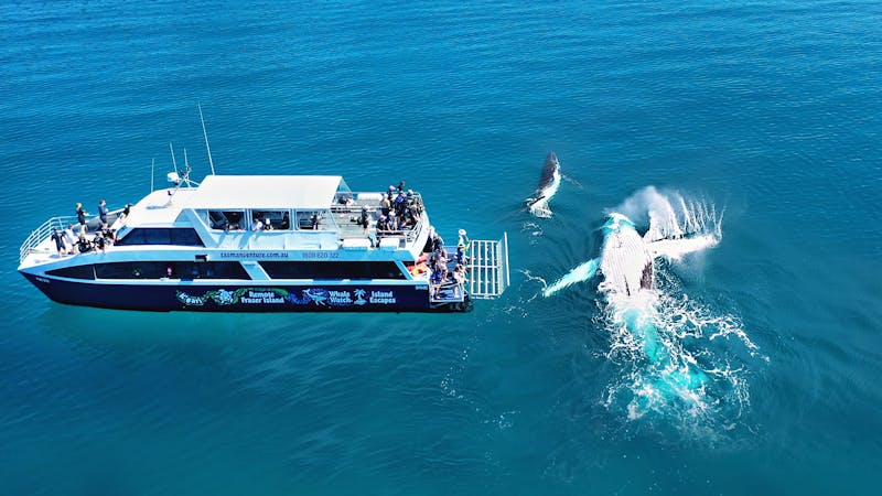 Remote Fraser Island and Whale Experience – Tasman Venture