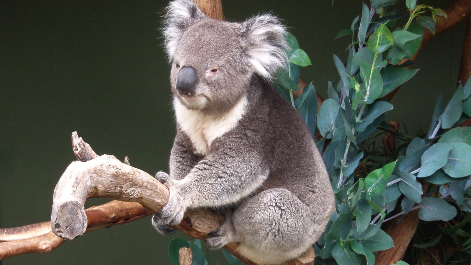 Koala