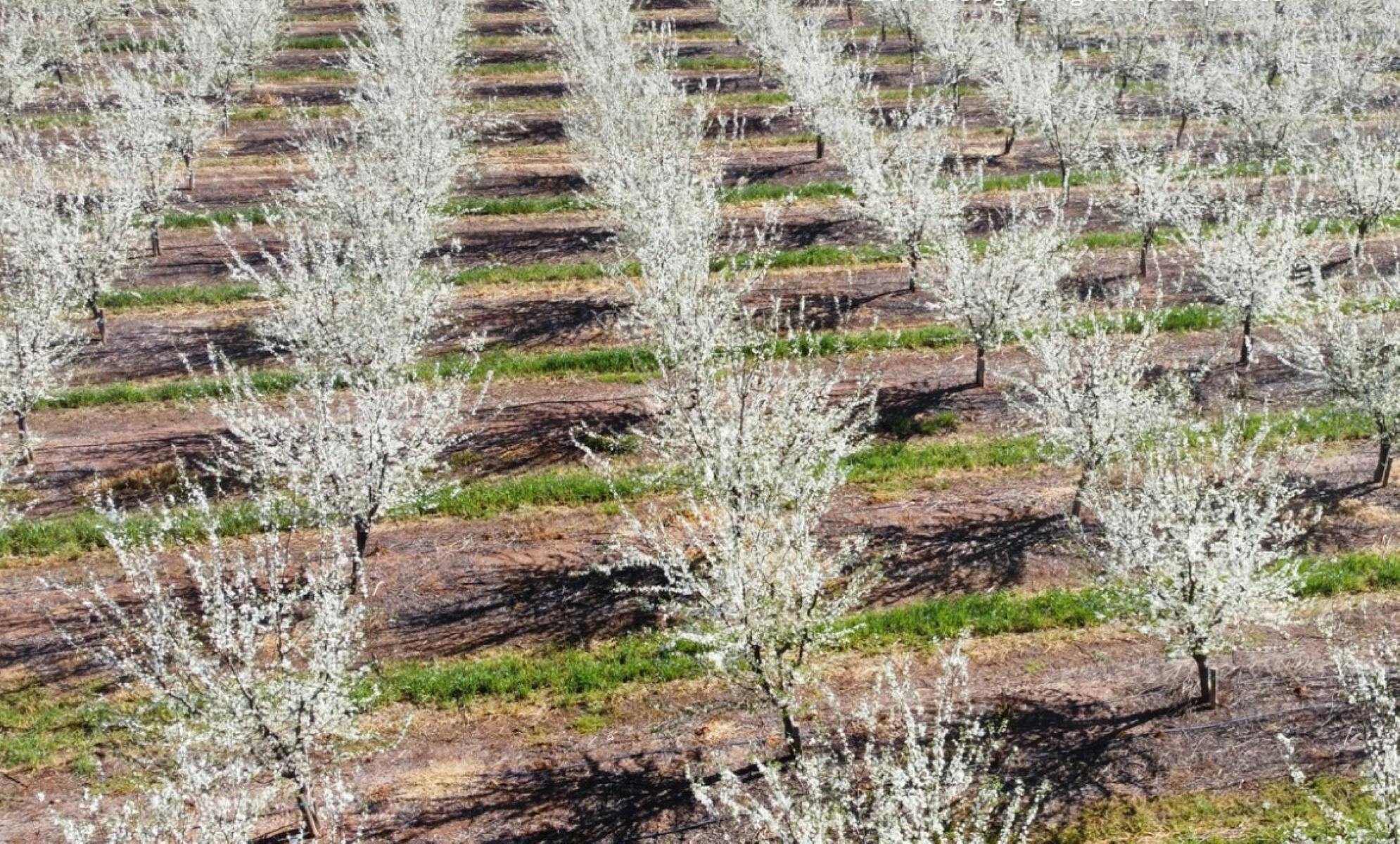 Naturally Dried Prunes