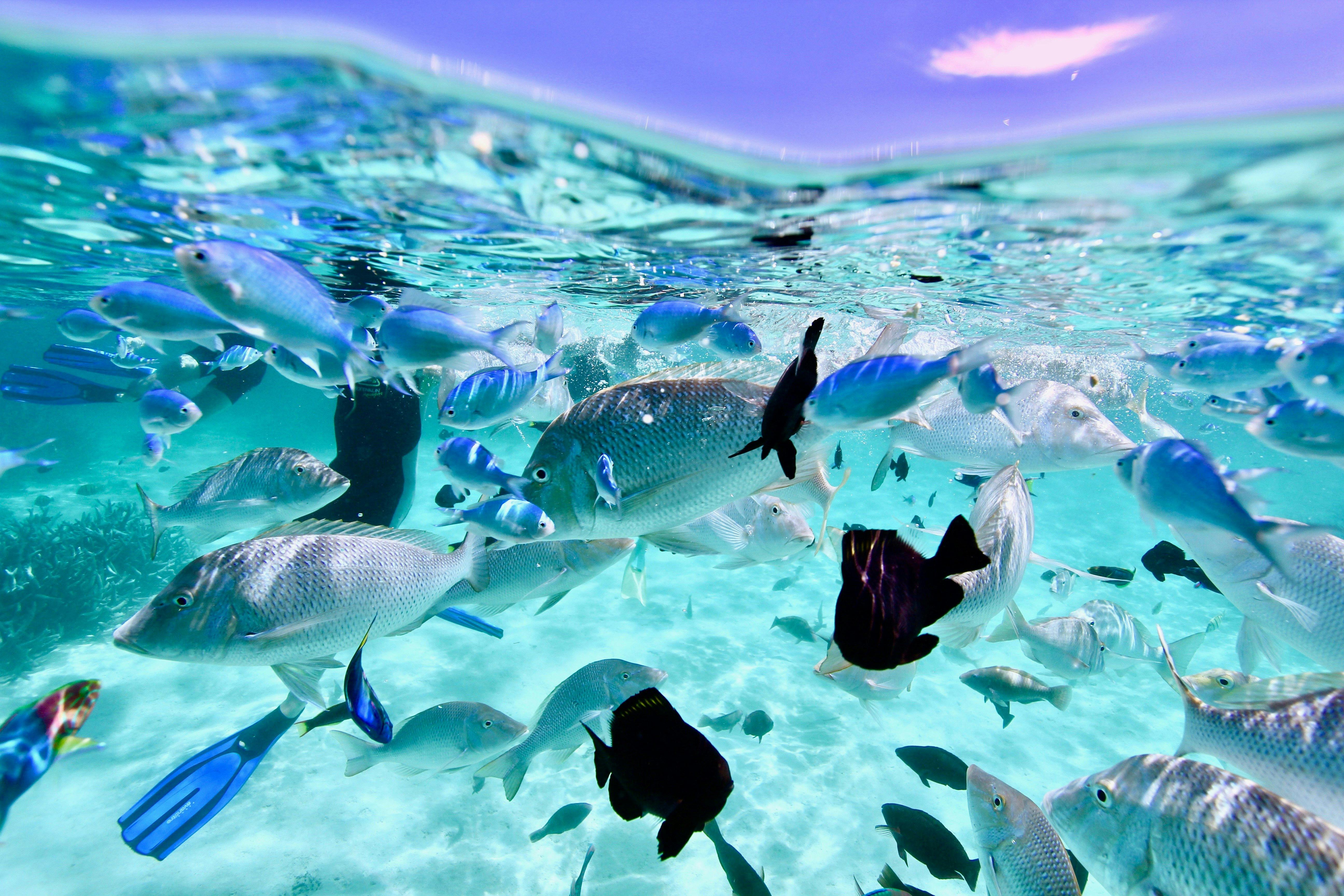 Coastal Adventure Tours, Coral Bay, Western Australia