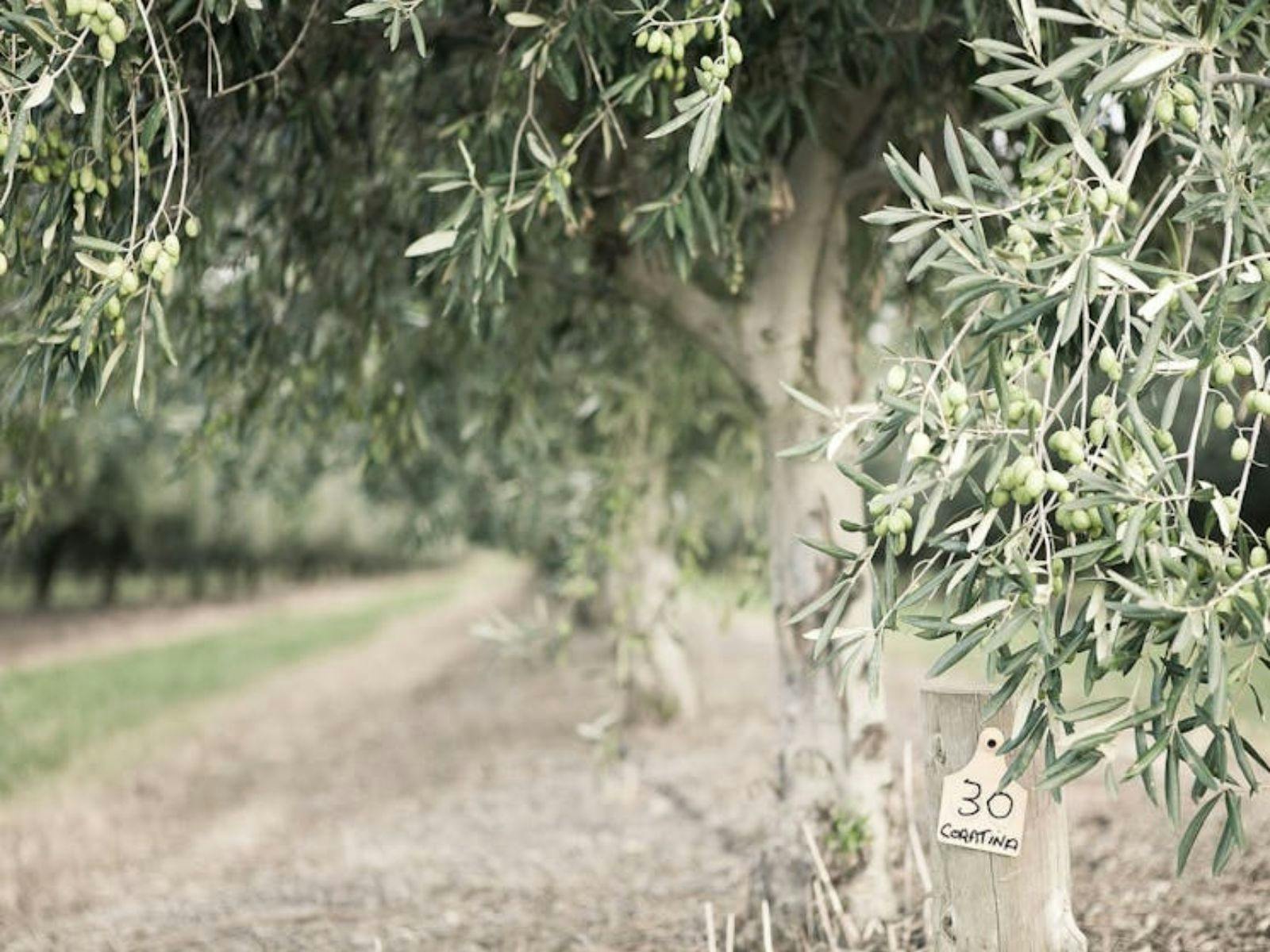 Image of pukara estate's olive grove located at their retail store
