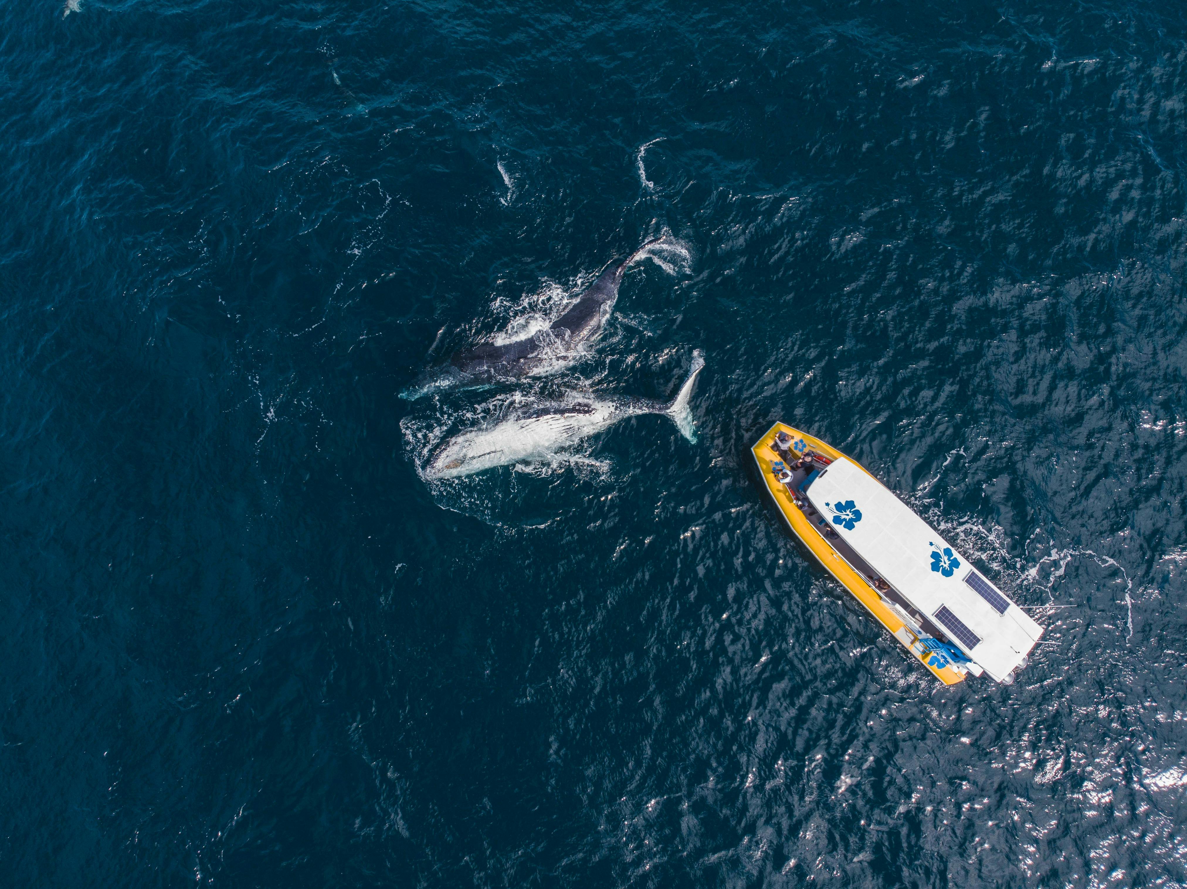 Noosa Wave whale watching