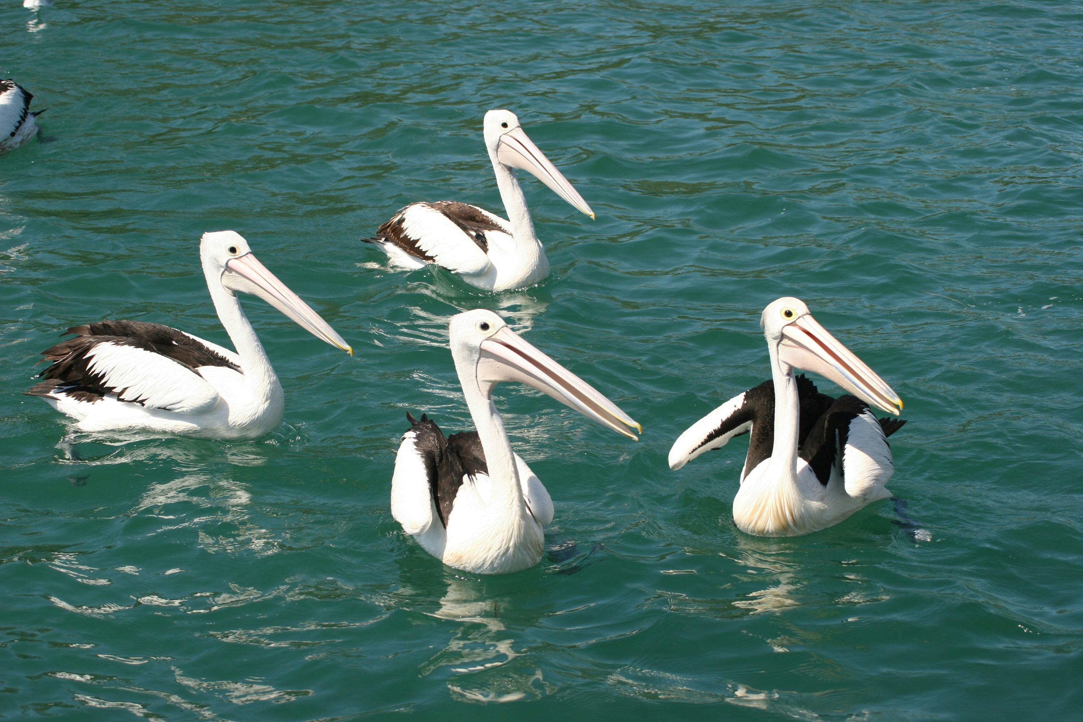 bird watching , the best bird watching form the golad coast to Ballina on Tweed  lunch cruises