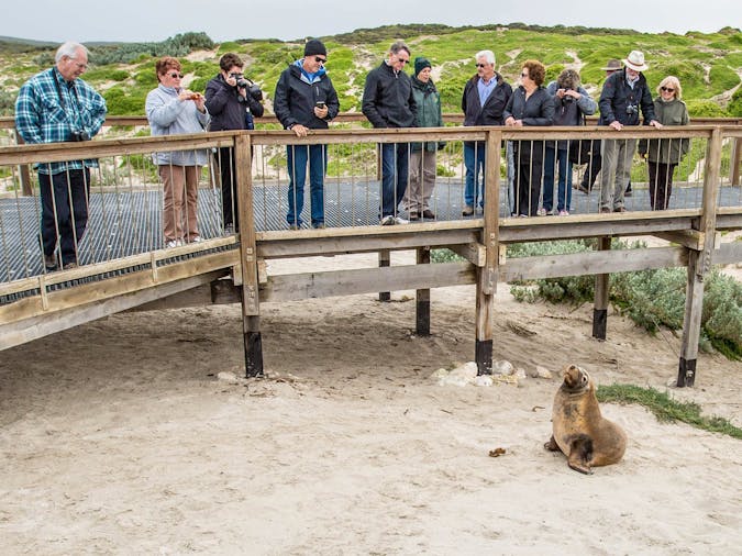 Day Tour: Seal Bay Discovery