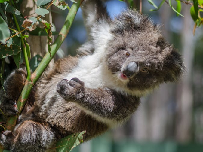 Cleland Wildlife Park