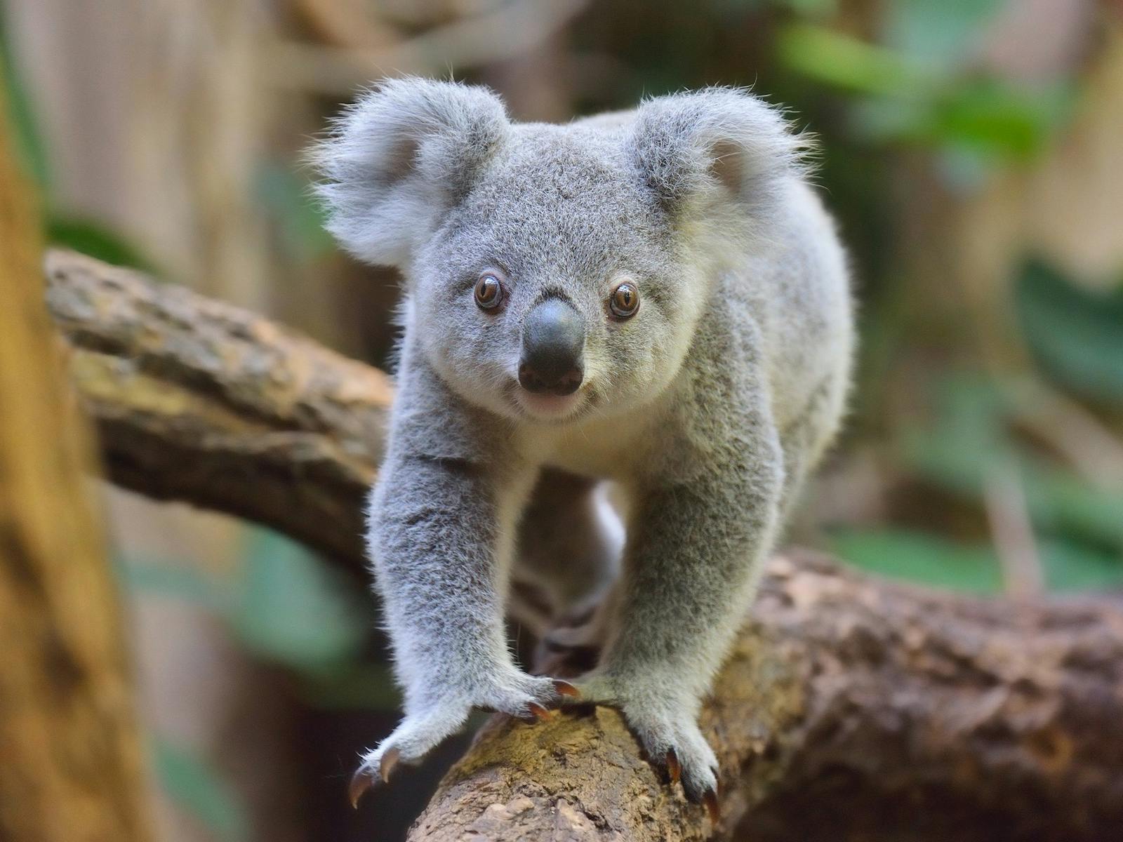 koala zoo