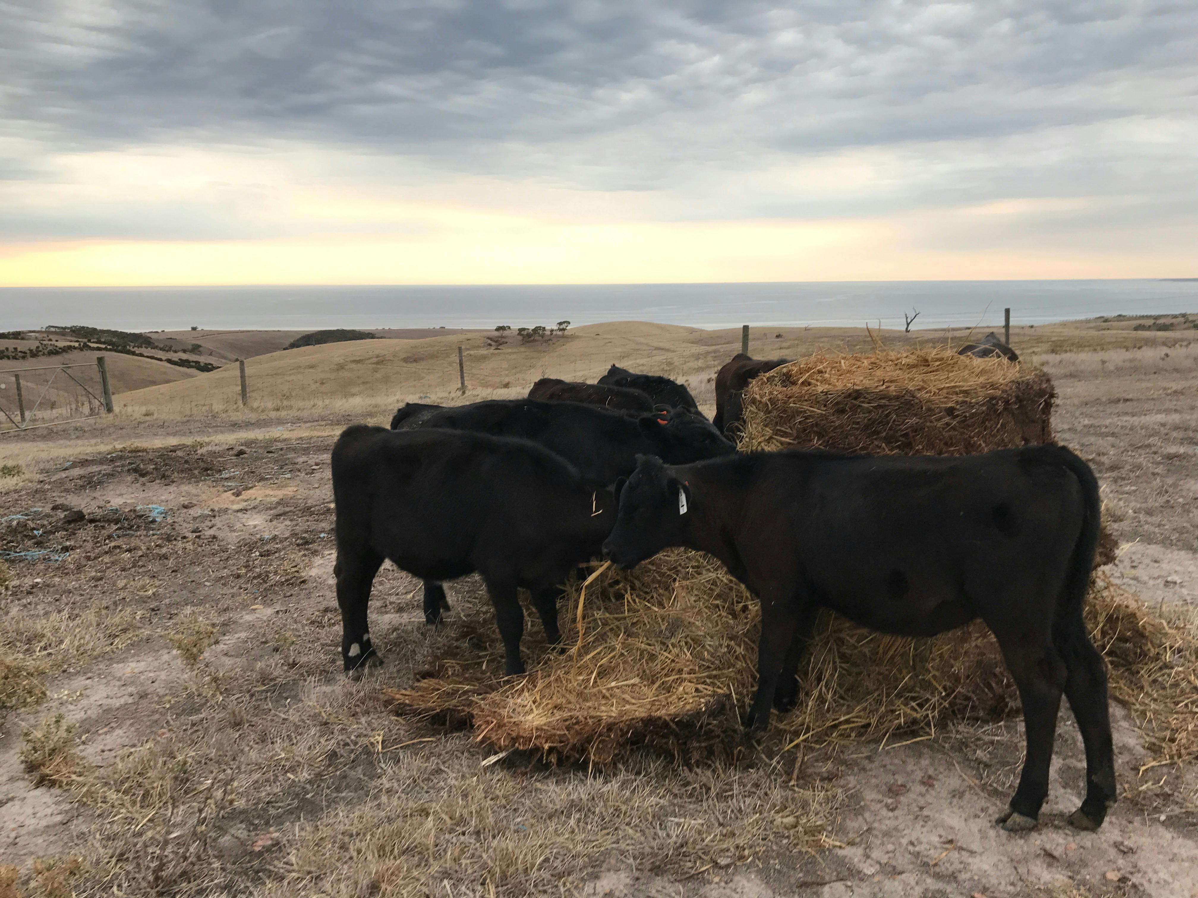 Our cows love their hay