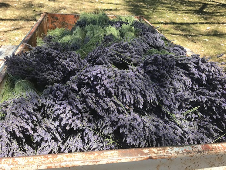 Trailer loads of Lavender