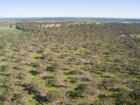 Moot-Yang-Gunya Swamp